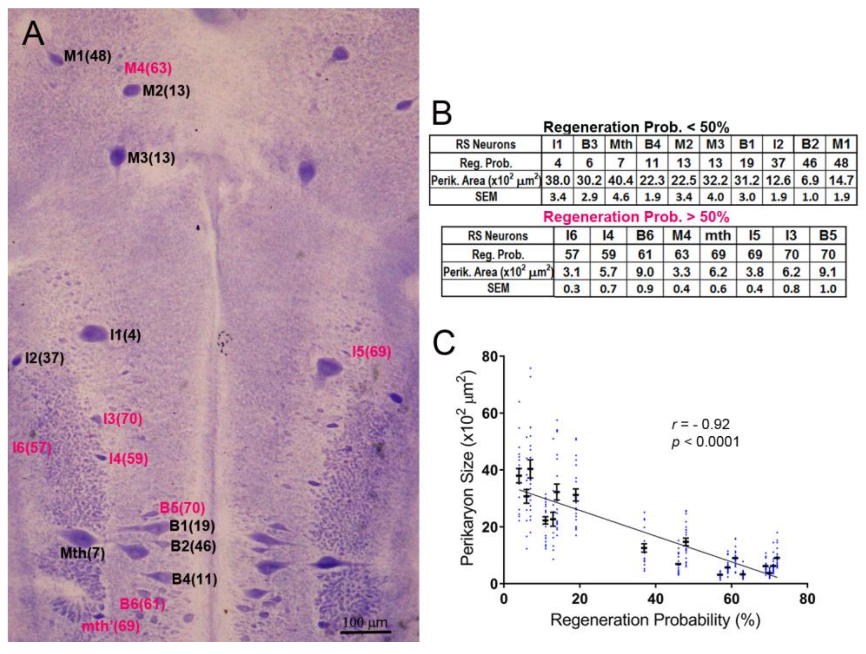 Brainsci 08 00065 g001