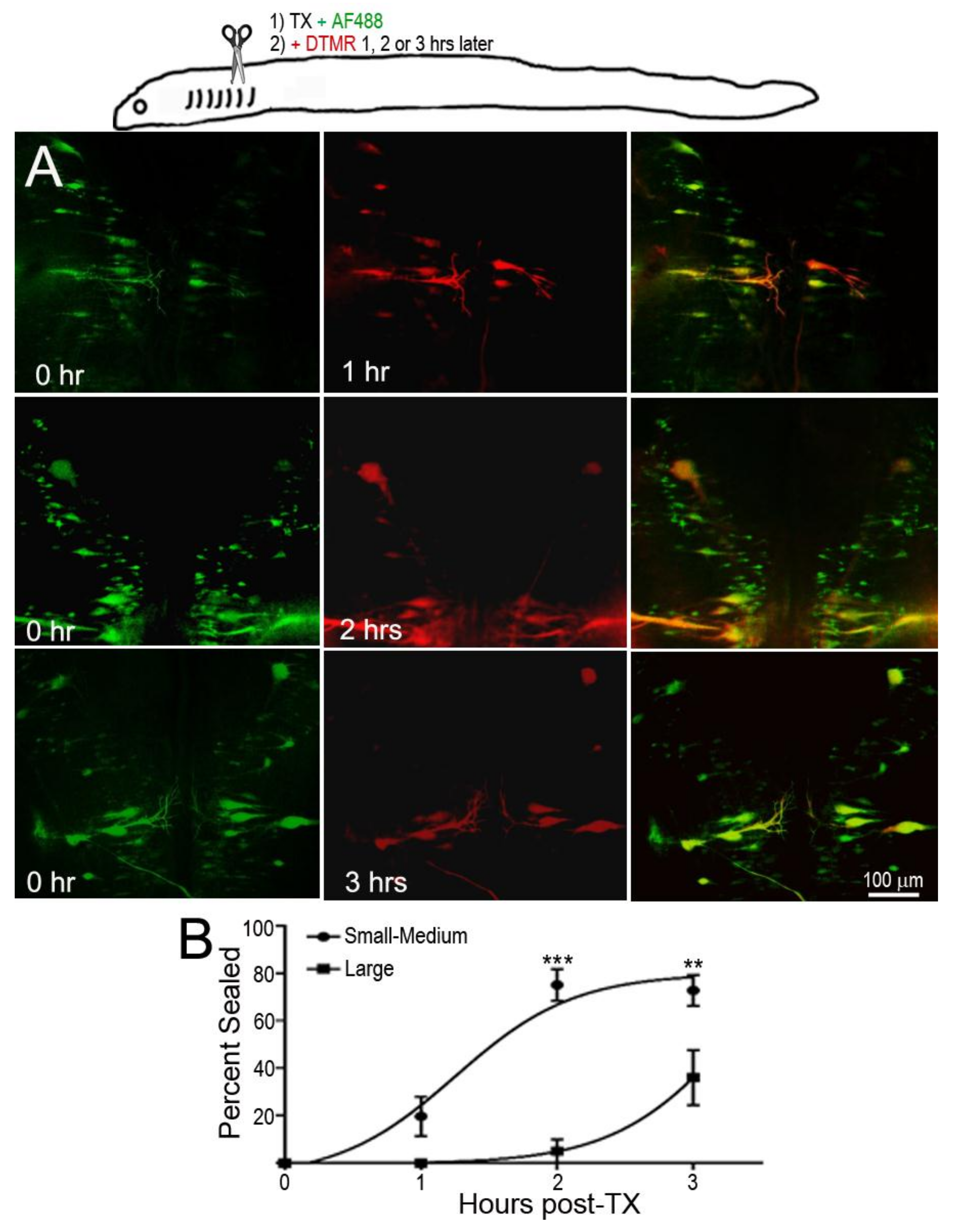 Brainsci 08 00065 g002
