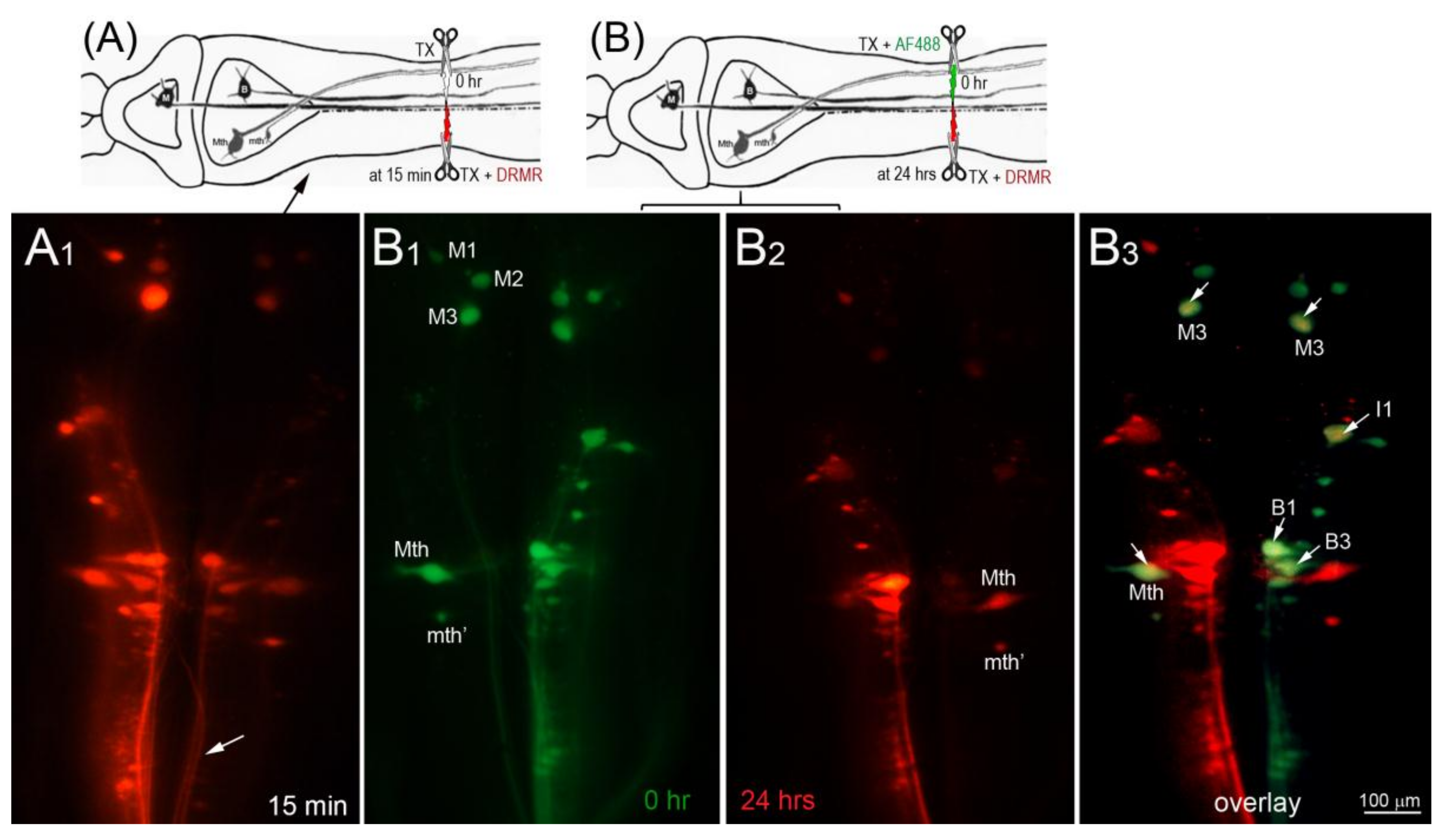 Brainsci 08 00065 g003