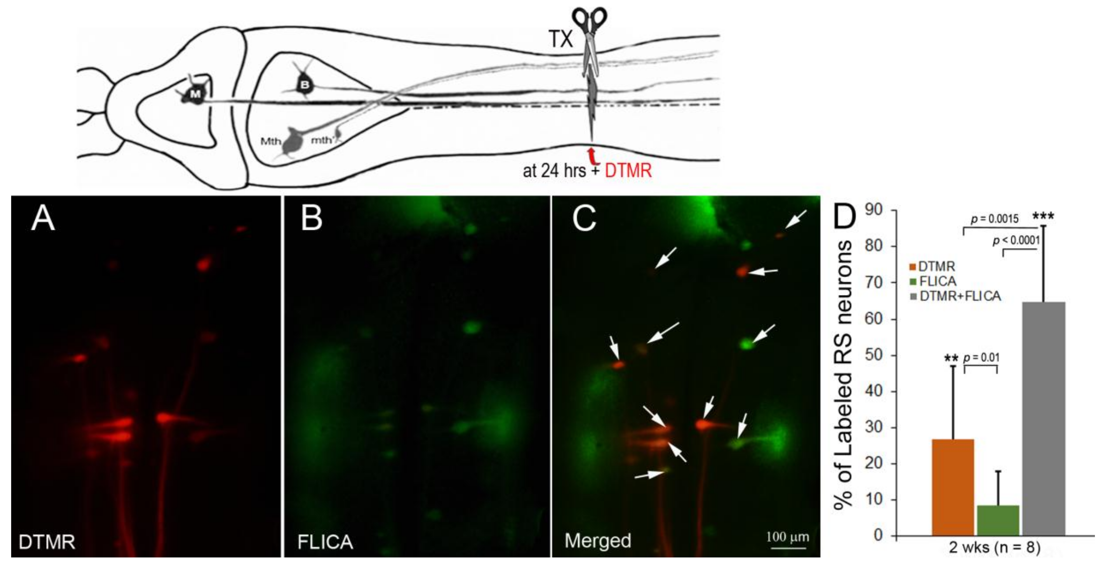 Brainsci 08 00065 g004