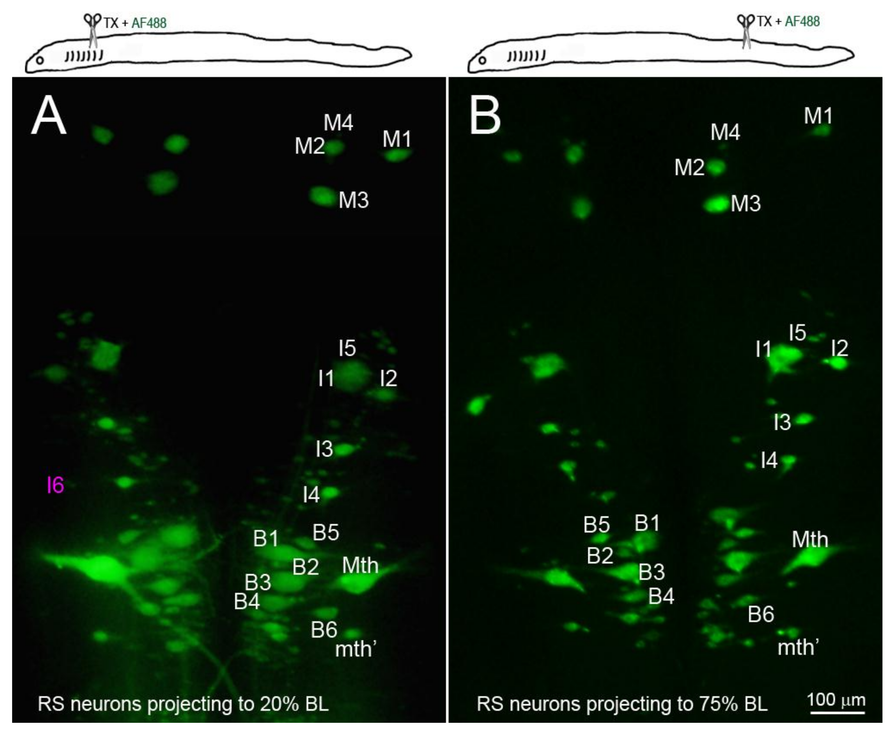 Brainsci 08 00065 g005