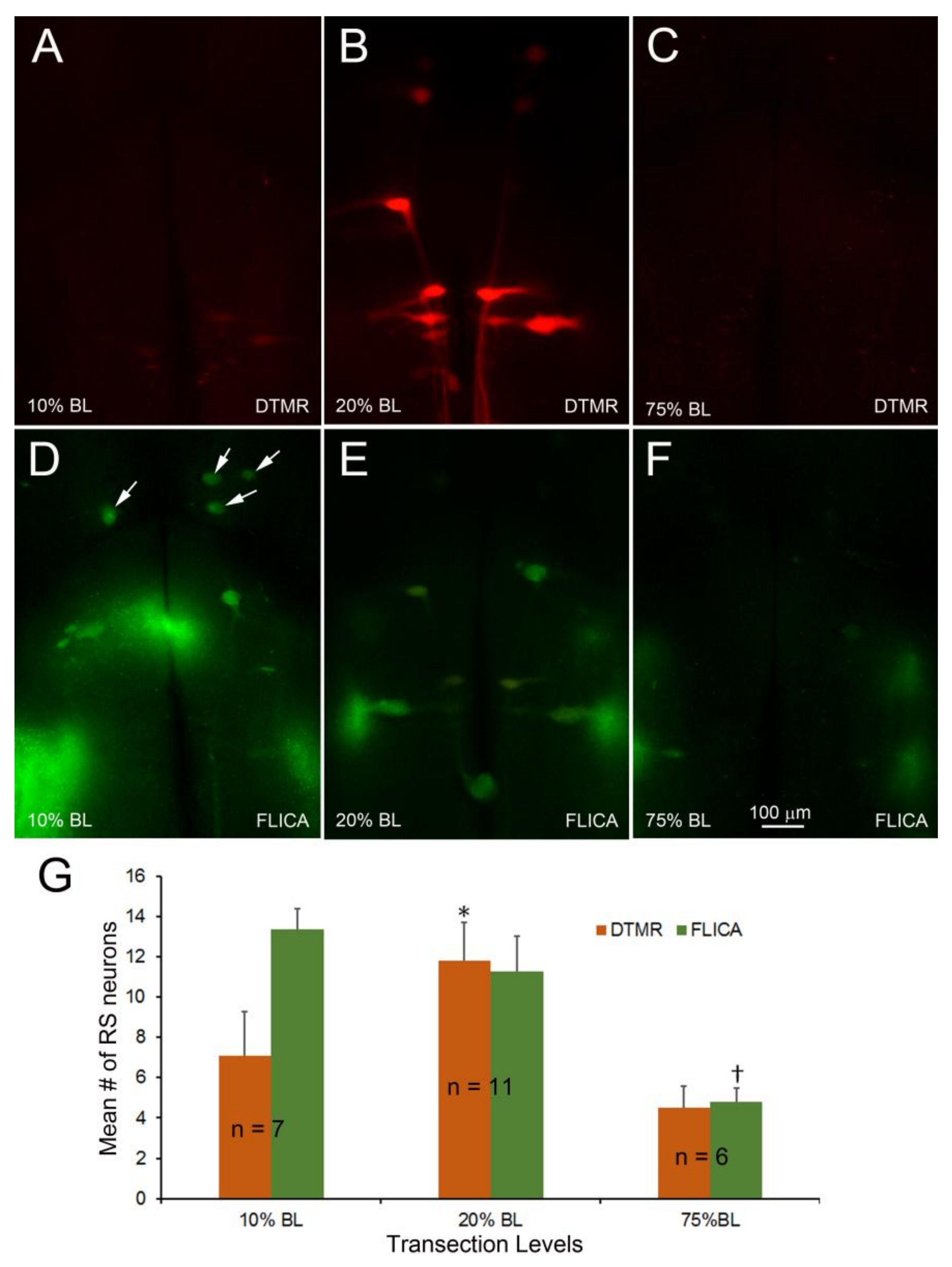 Brainsci 08 00065 g009