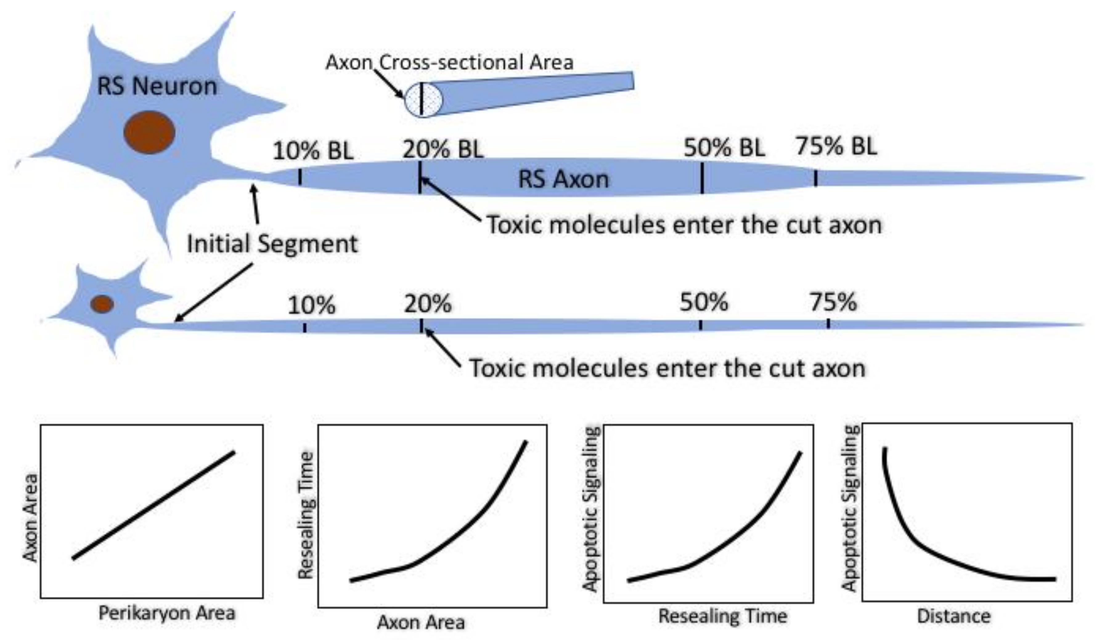 Brainsci 08 00065 g012