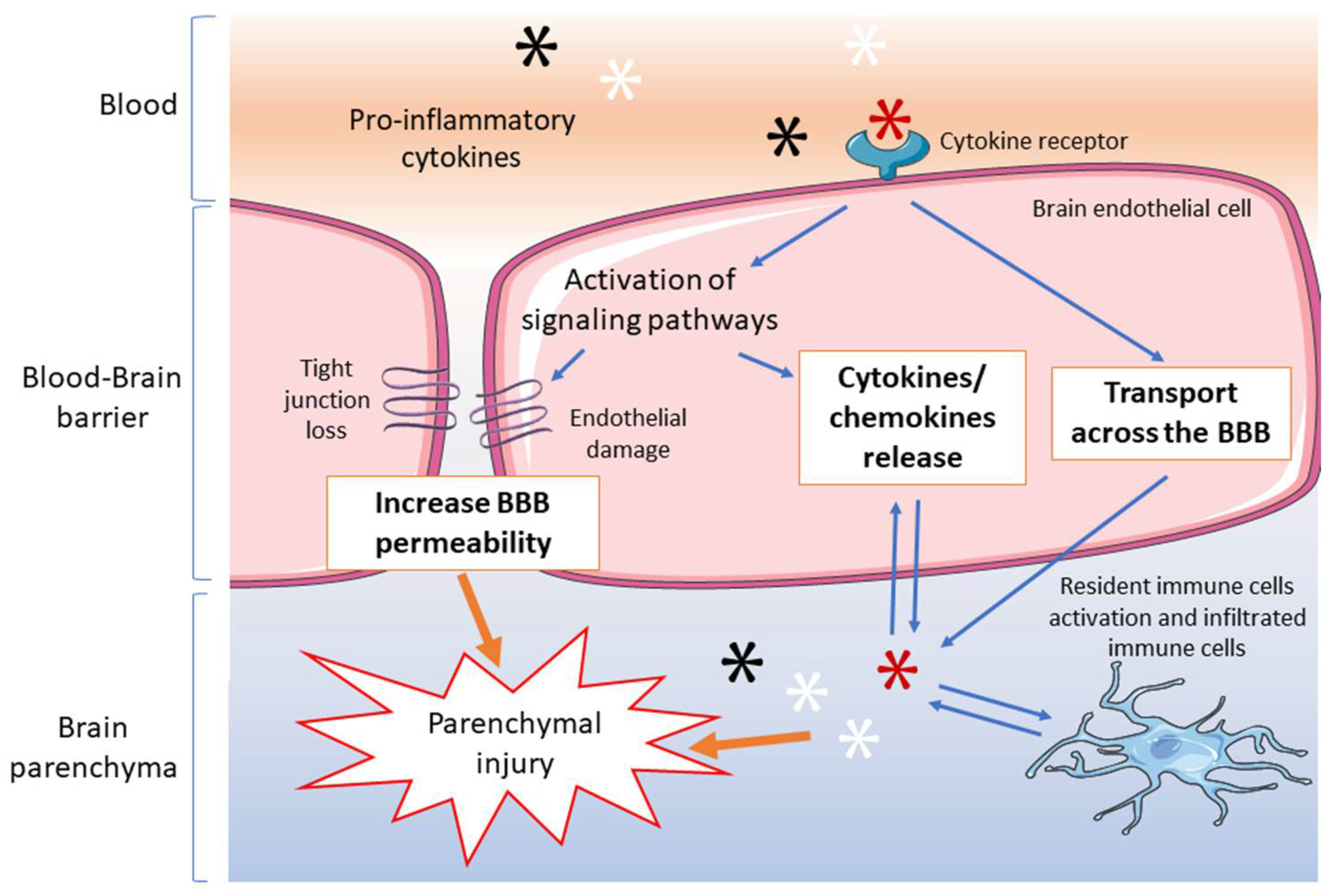Brainsci 08 00101 g001