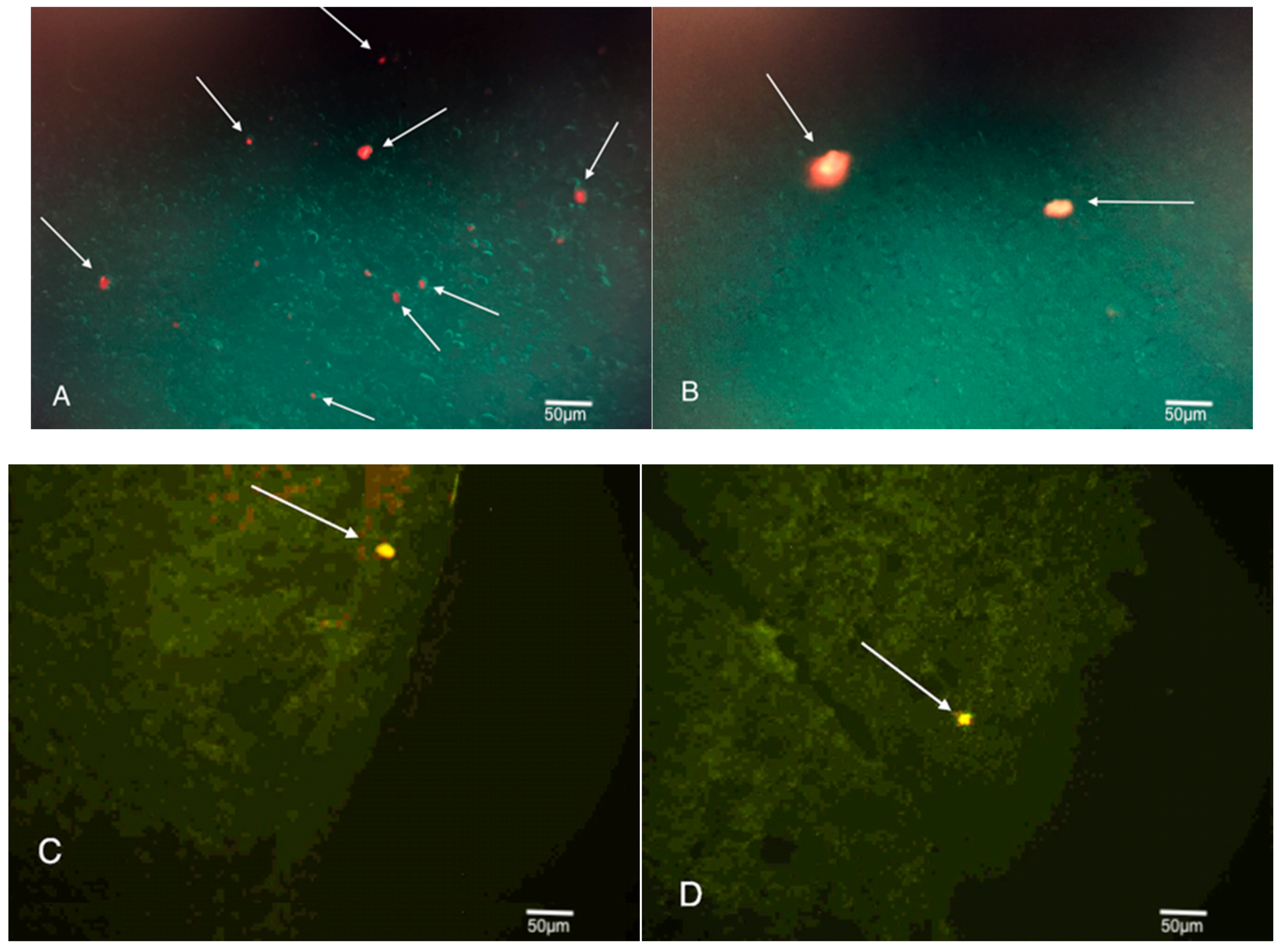 Brainsci 08 00112 g004