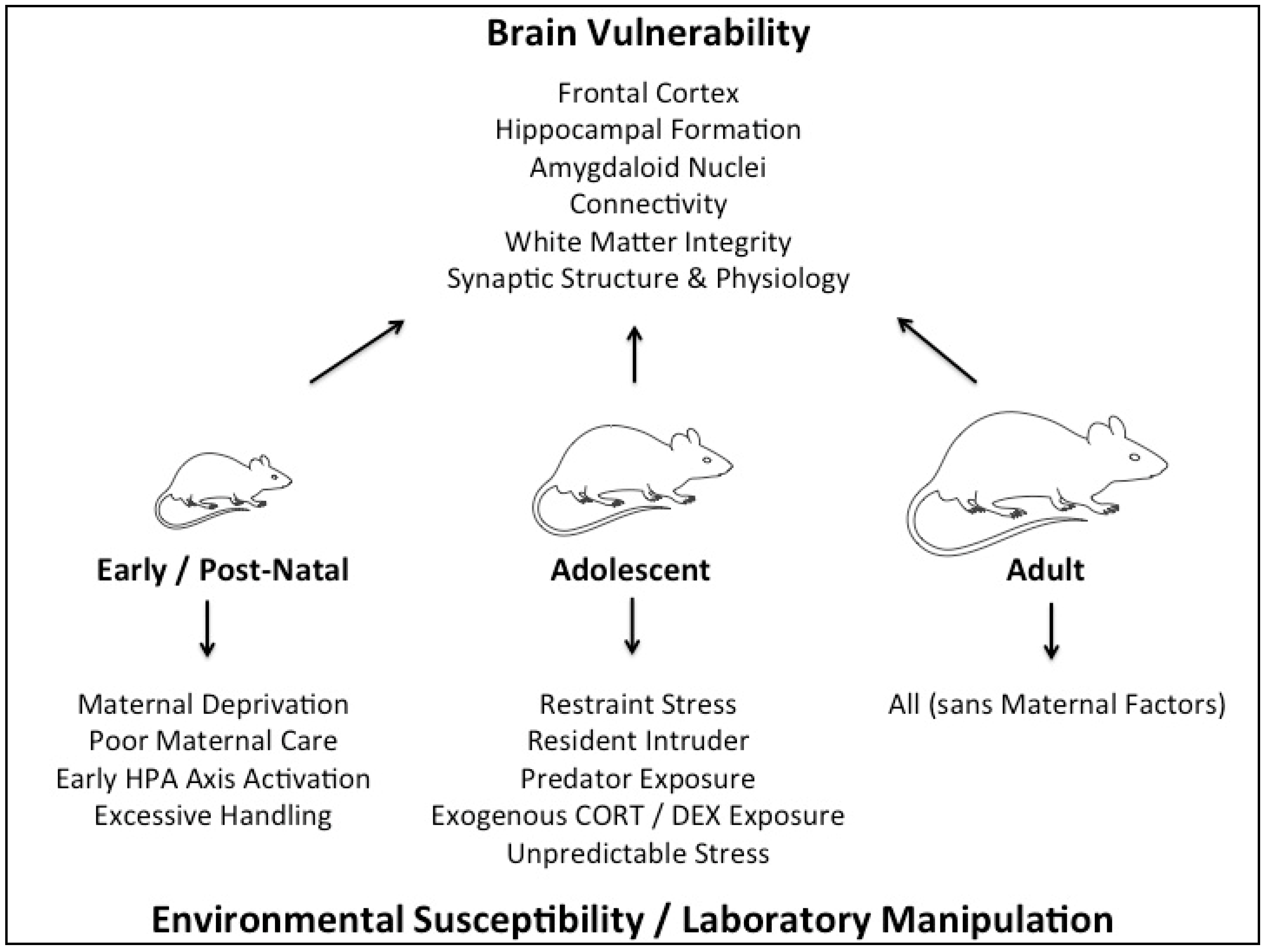 Brainsci 08 00121 g001