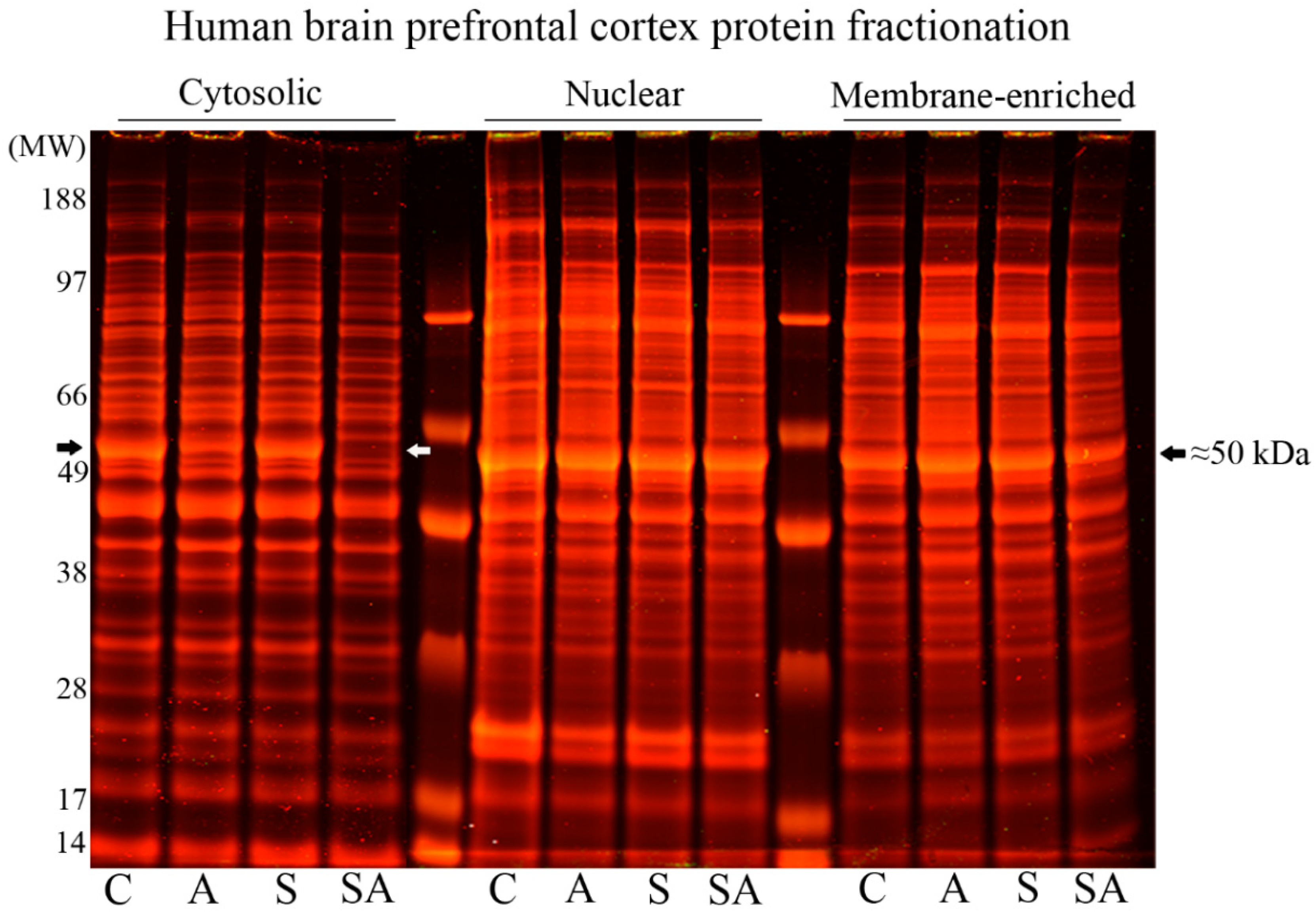 Brainsci 08 00175 g001