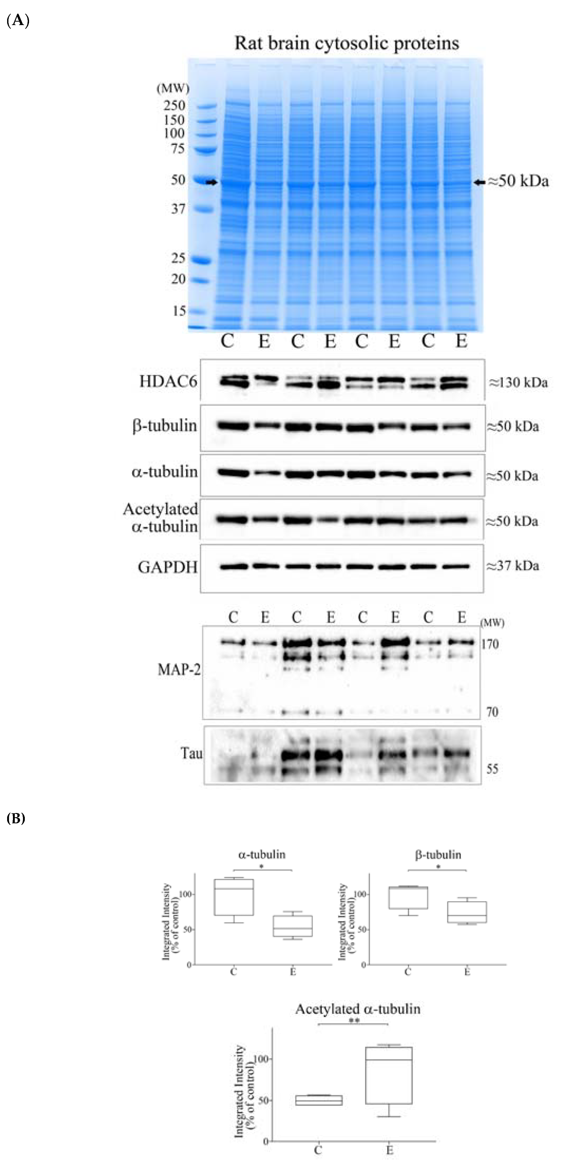 Brainsci 08 00175 g005