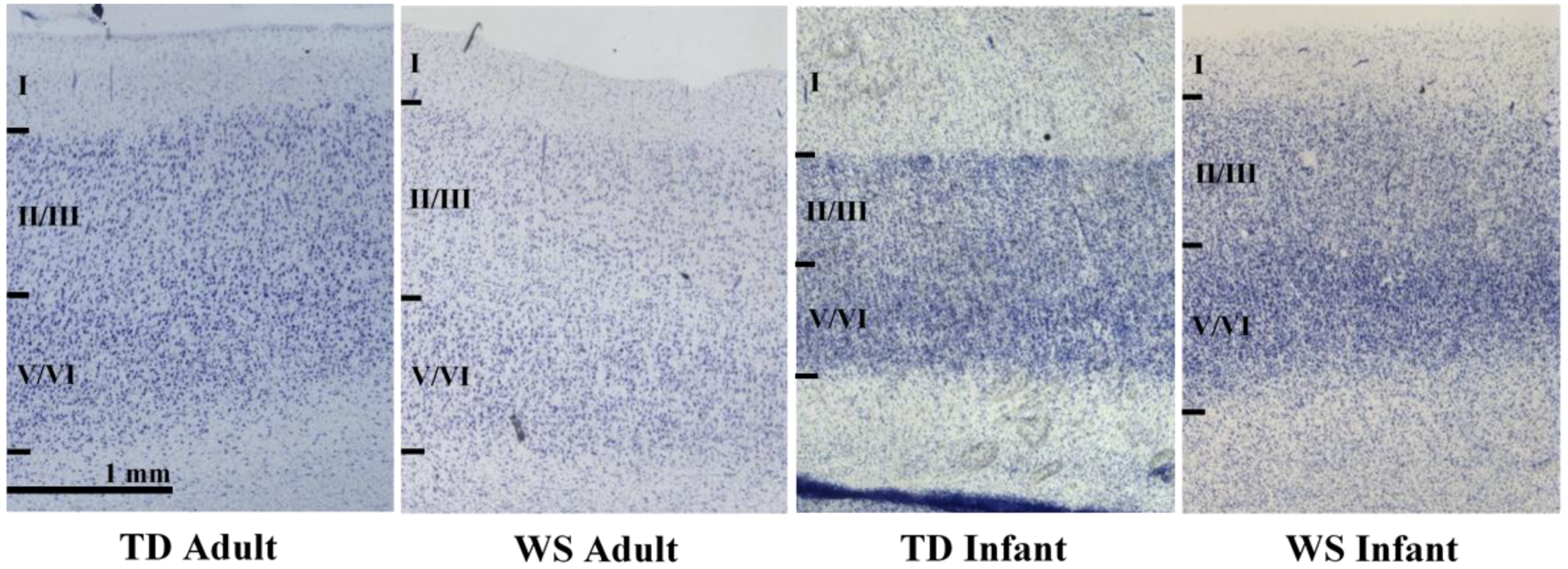 Brainsci 08 00209 g001