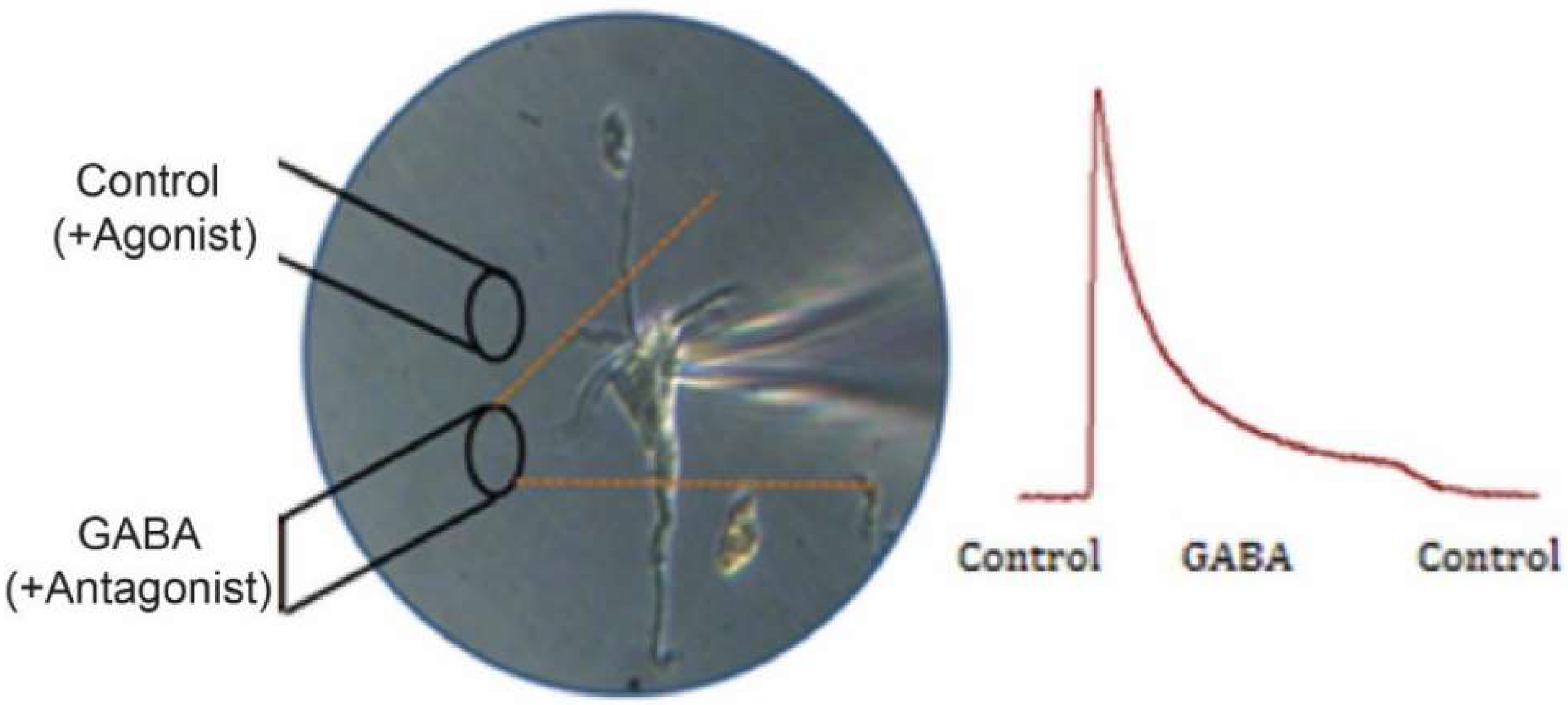 Brainsci 08 00217 g001 Brainsci 08 00217 g001