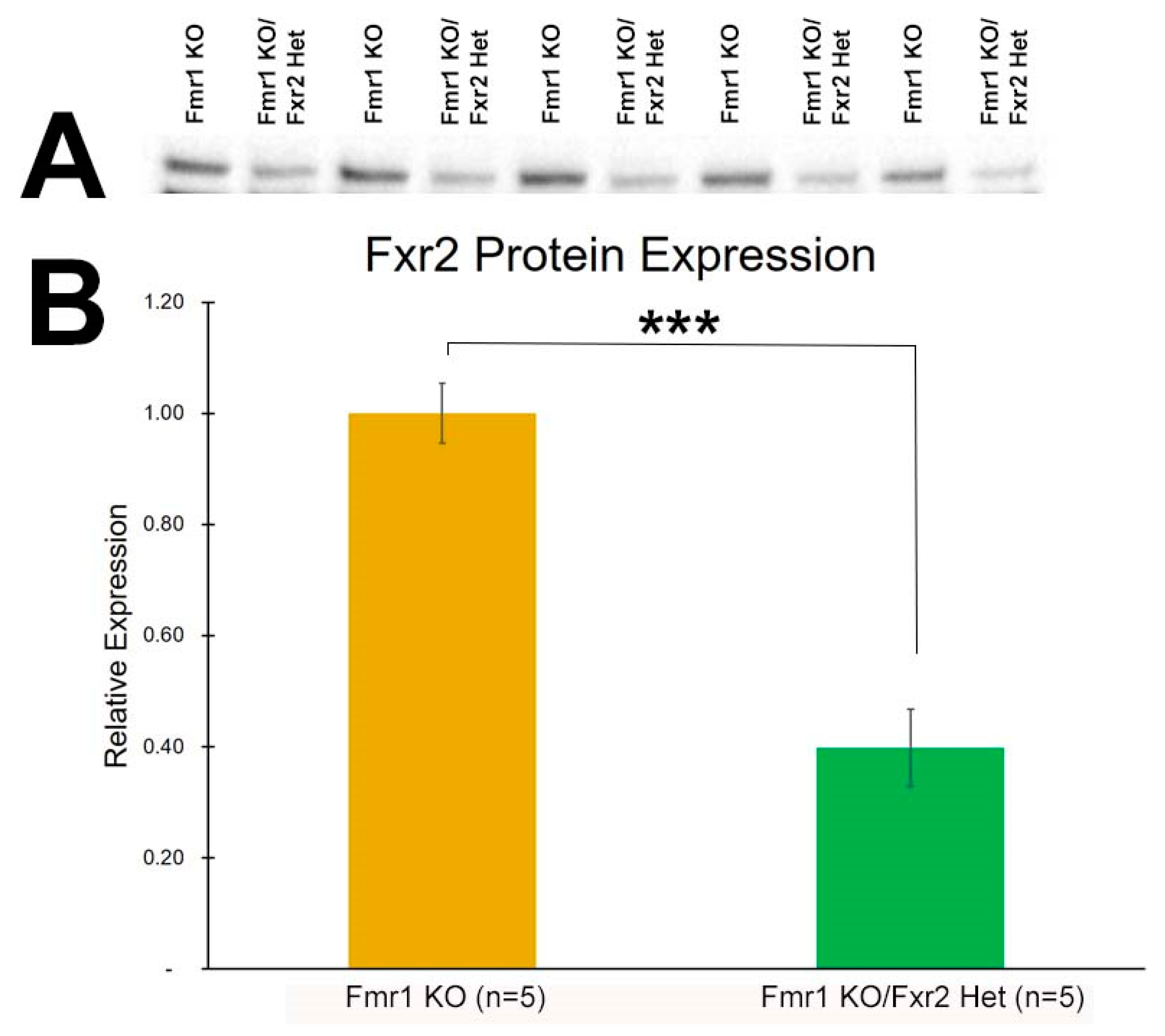Brainsci 09 00013 g001a