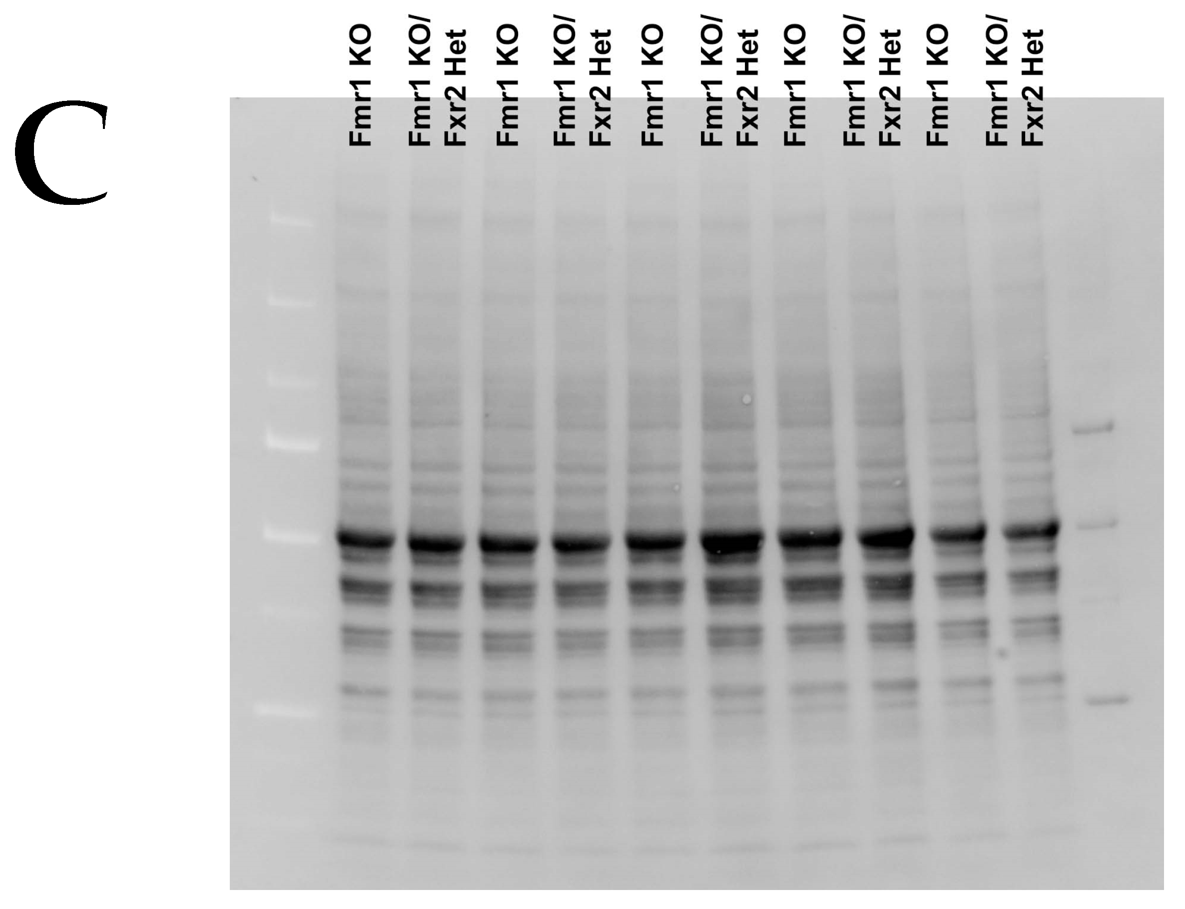Brainsci 09 00013 g001b
