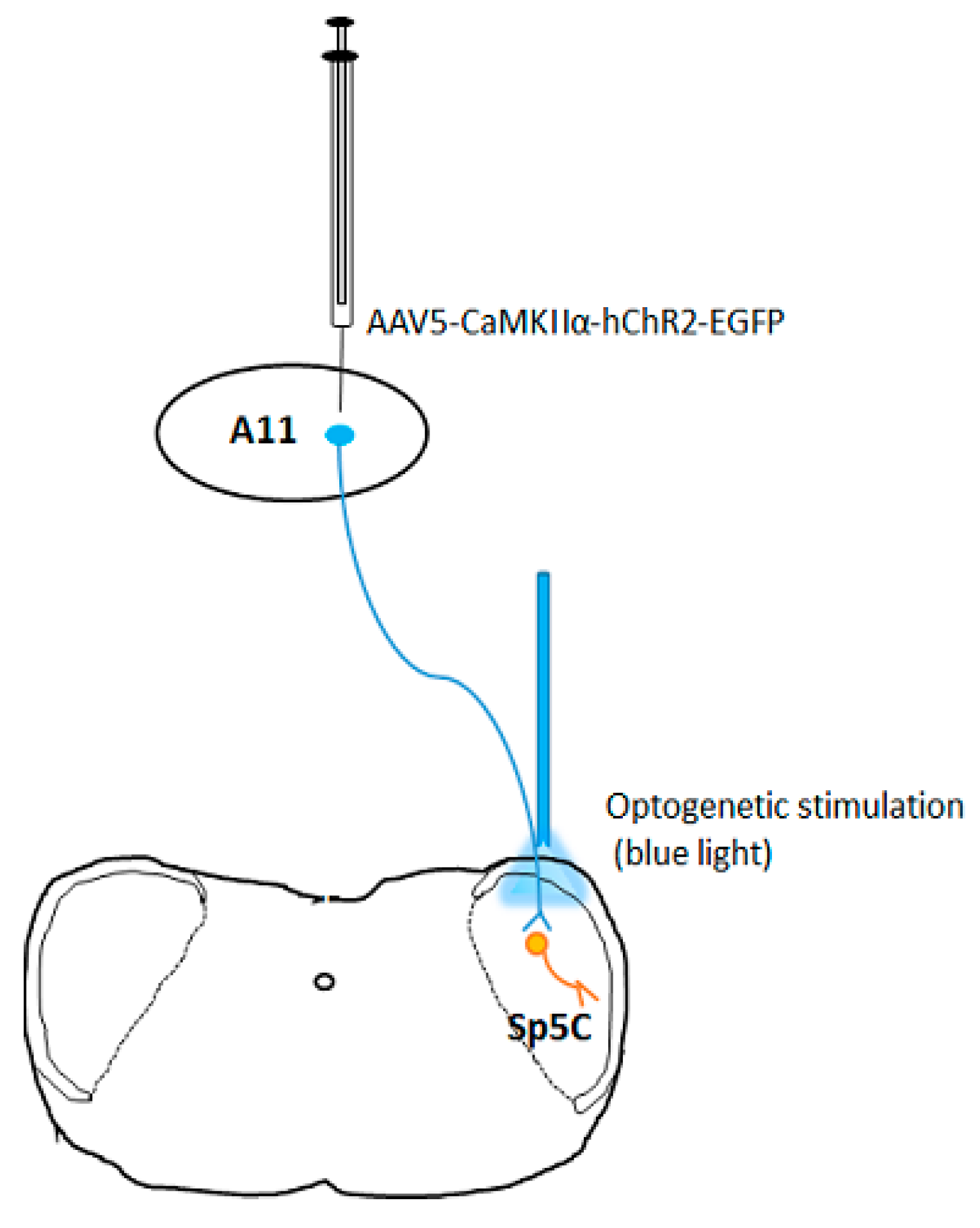 Brainsci 09 00026 g001 Brainsci 09 00026 g001