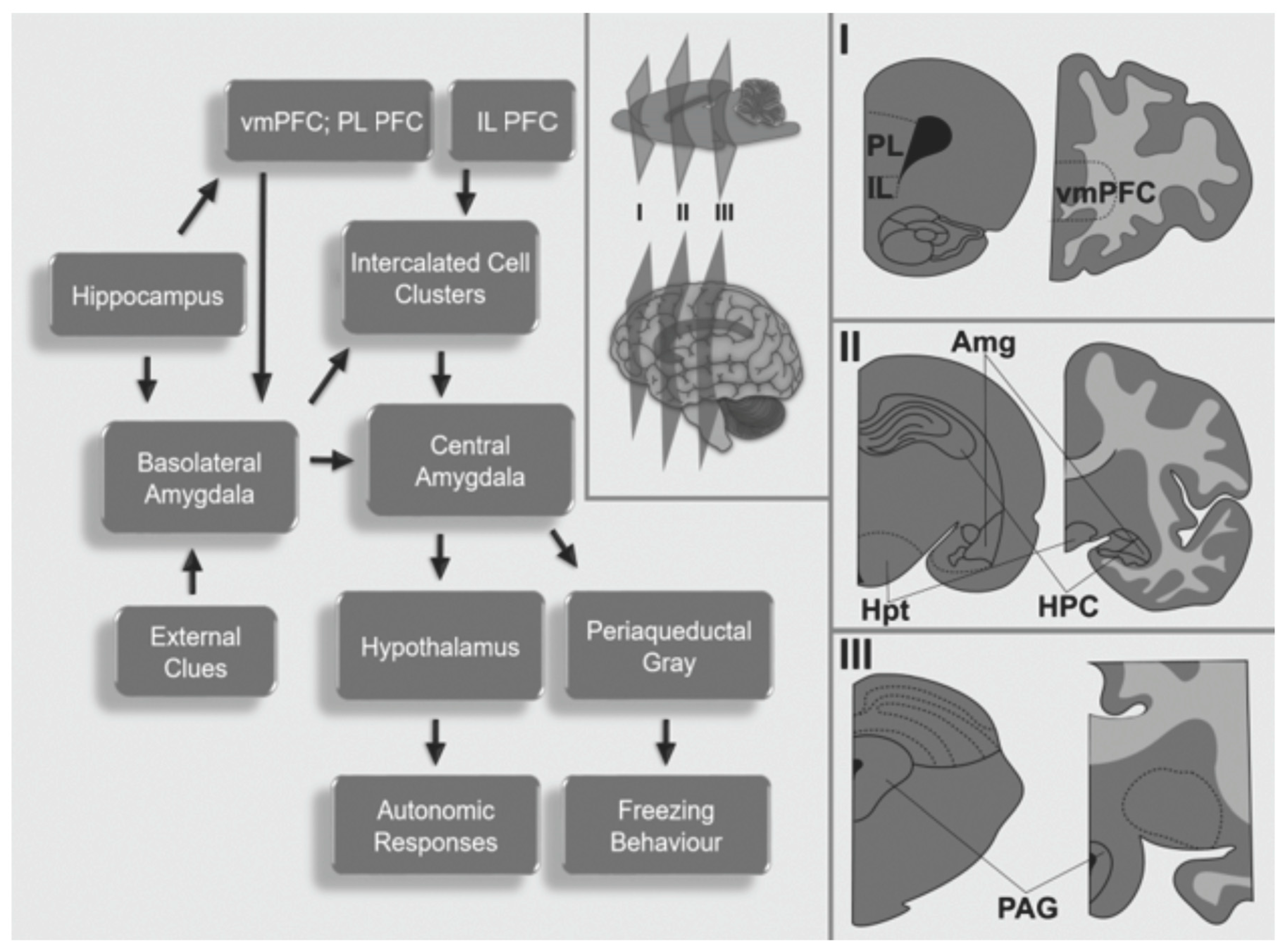 Brainsci 09 00045 g001