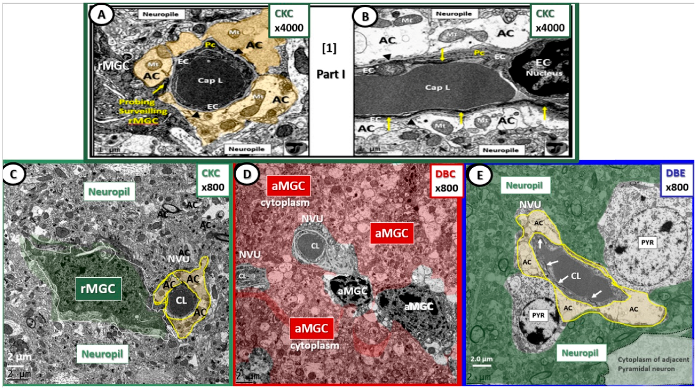 Brainsci 09 00057 g001