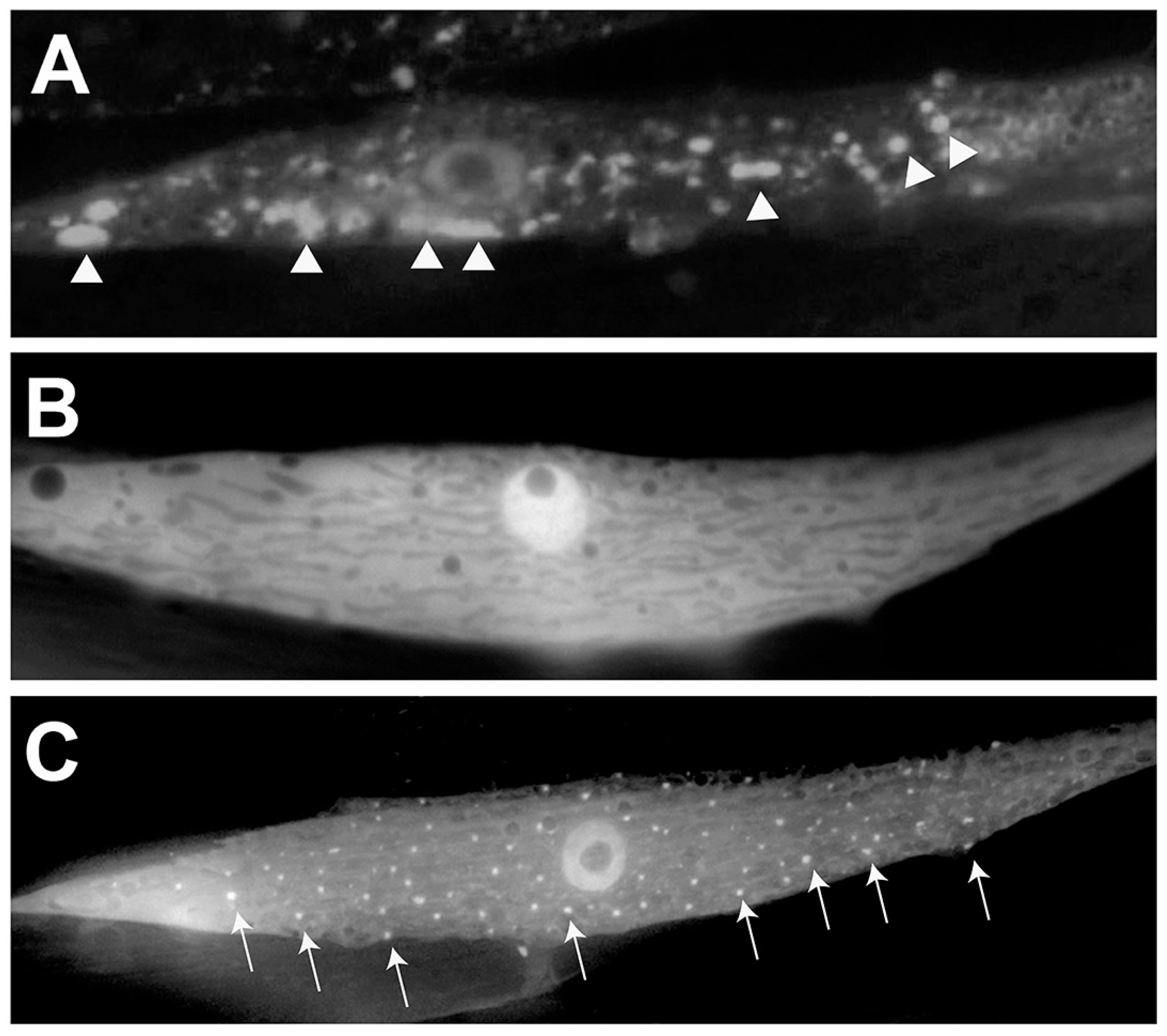 Brainsci 09 00073 g004
