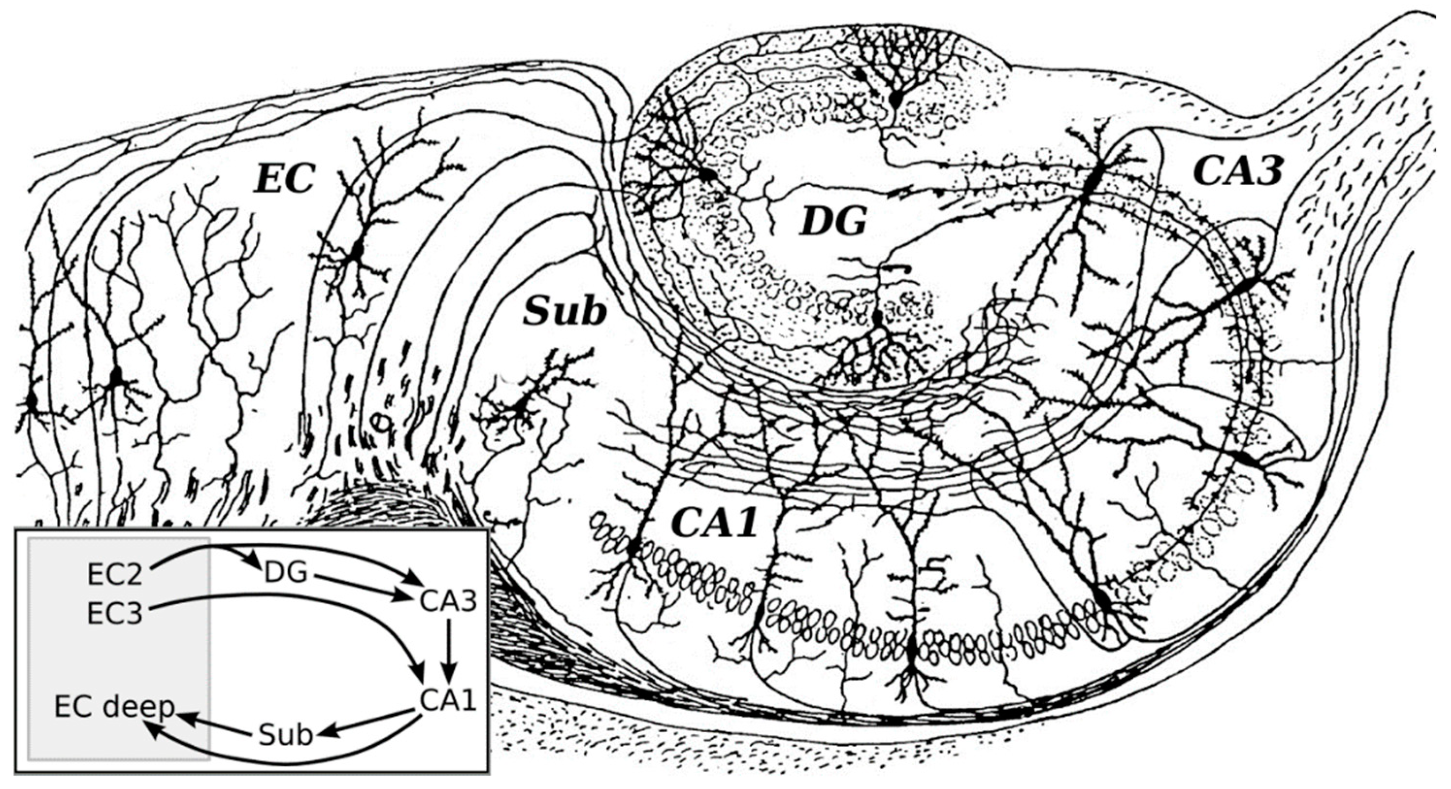 Brainsci 09 00074 g001 Brainsci 09 00074 g001