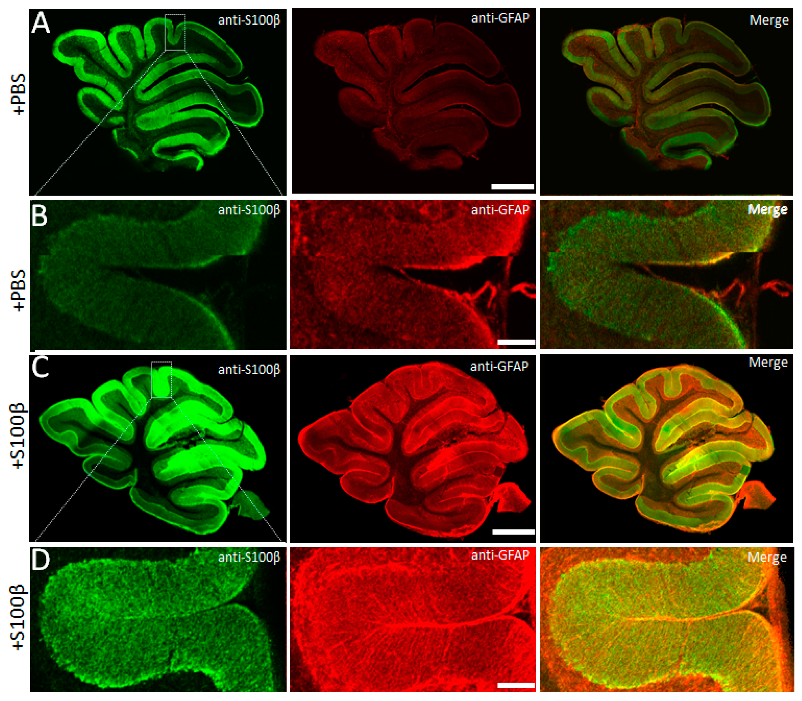 Brainsci 09 00080 g001