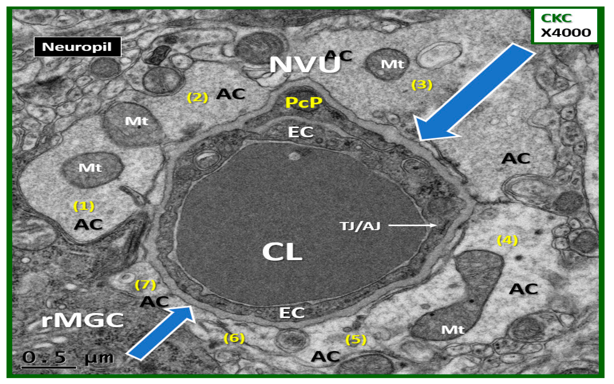 Brainsci 09 00083 g002