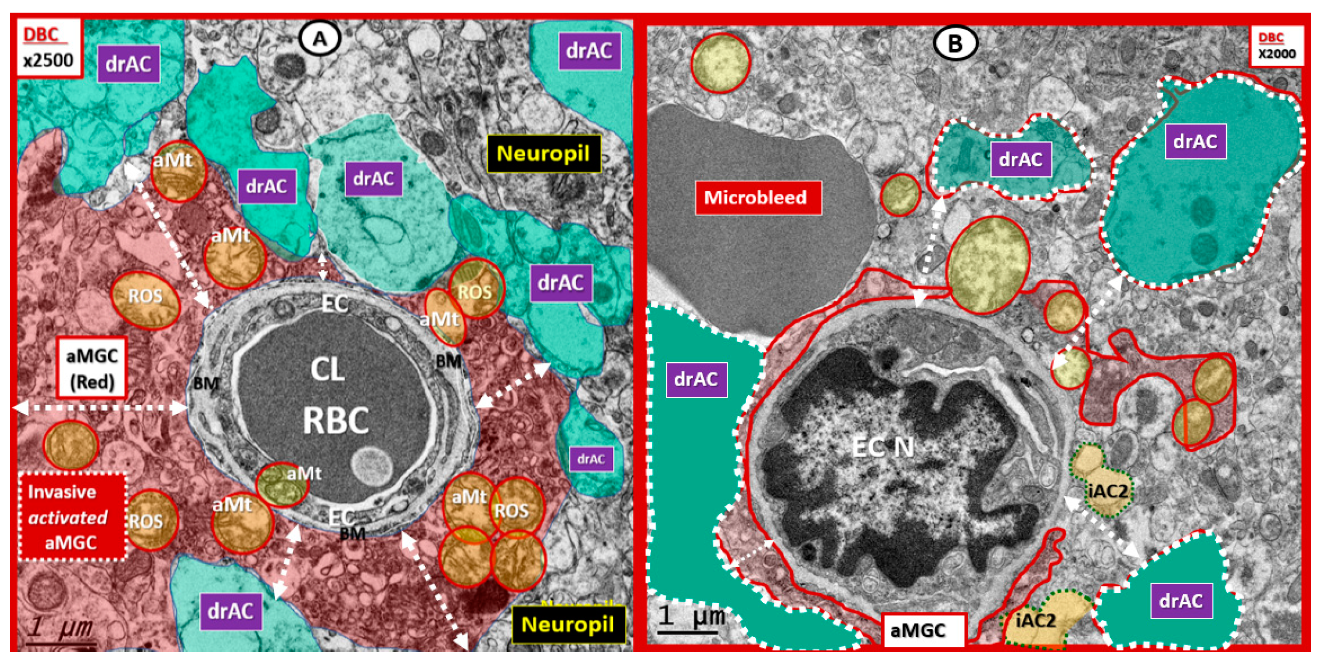 Brainsci 09 00083 g007
