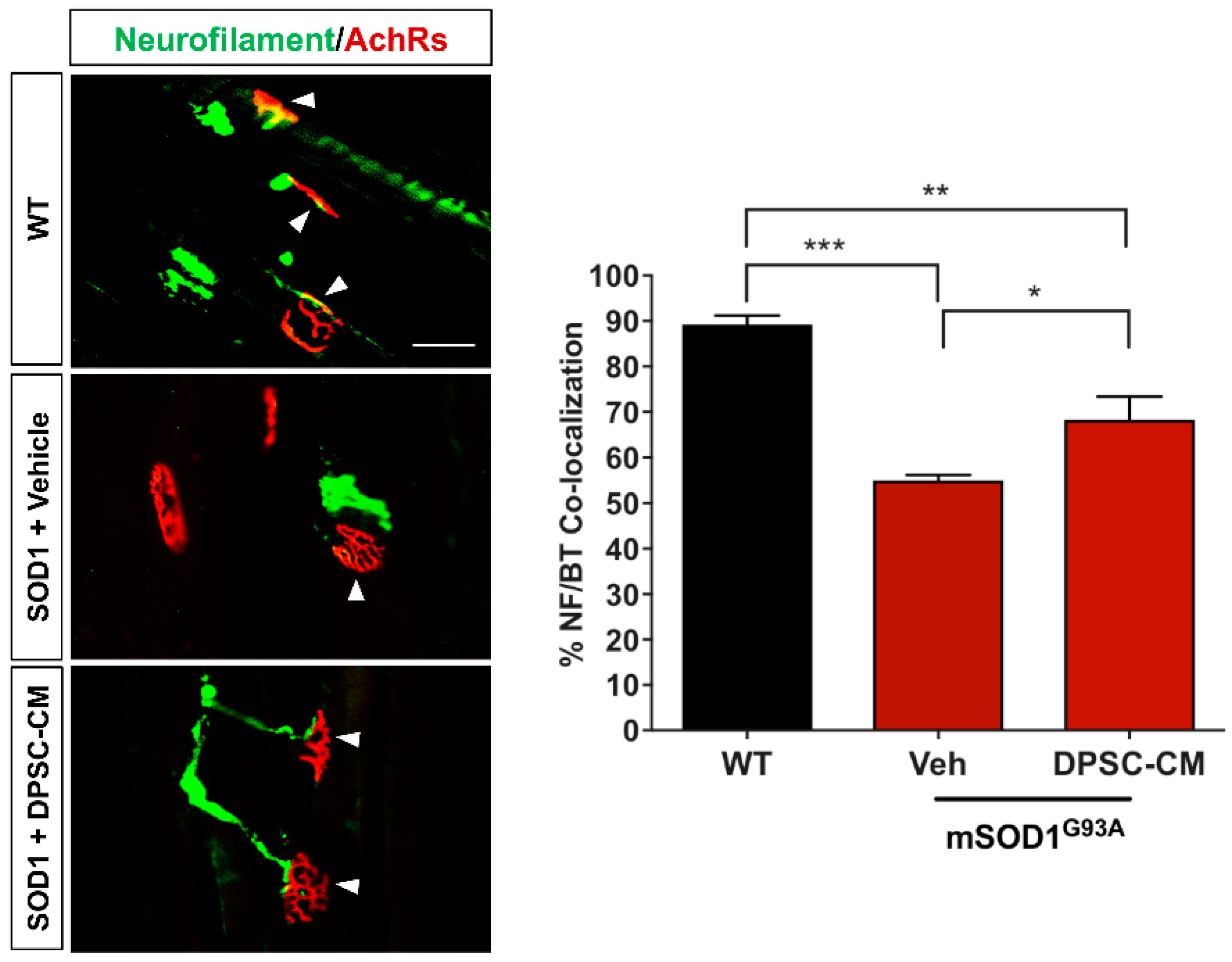 Brainsci 09 00165 g002 Brainsci 09 00165 g002