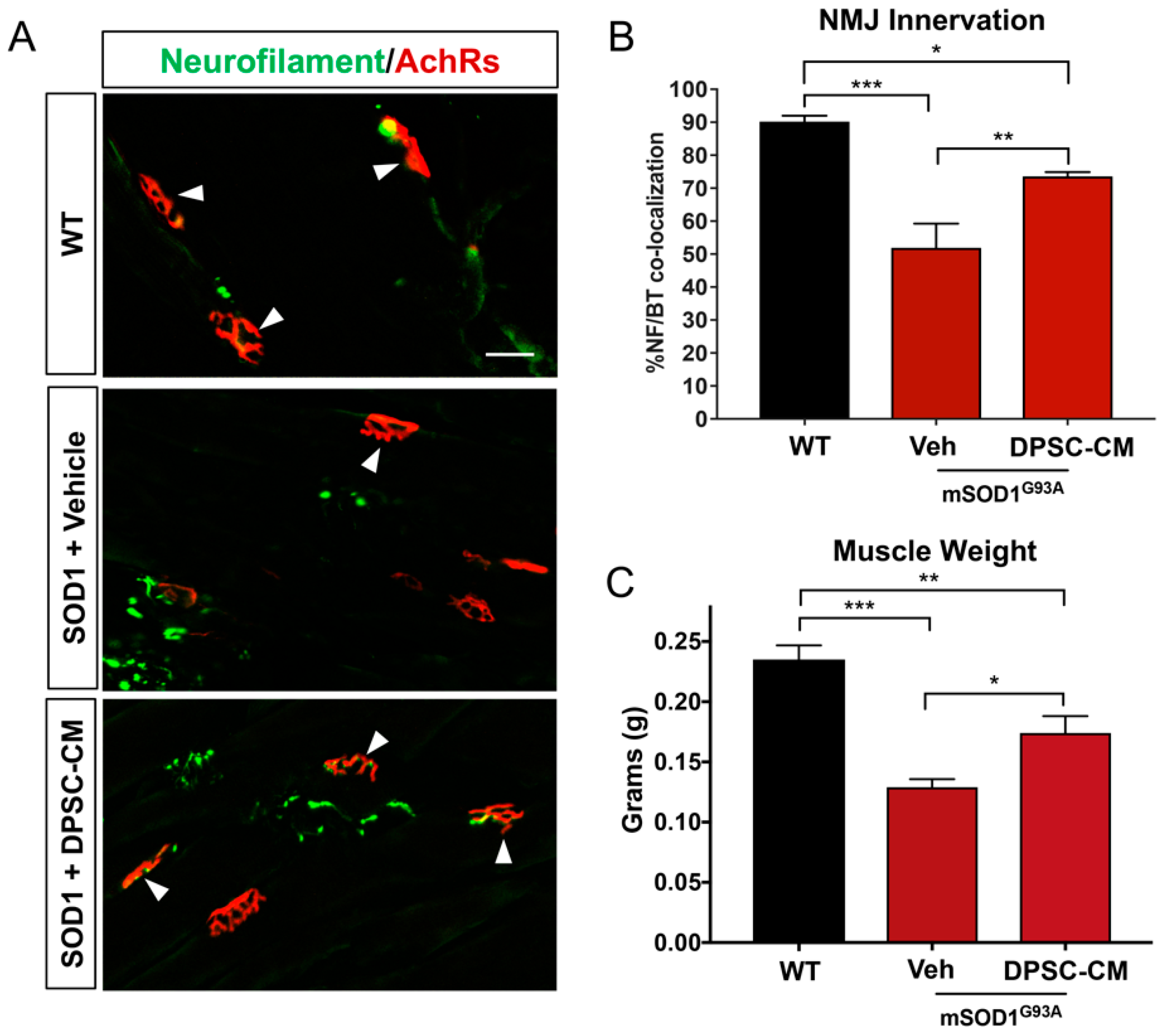 Brainsci 09 00165 g003 Brainsci 09 00165 g003