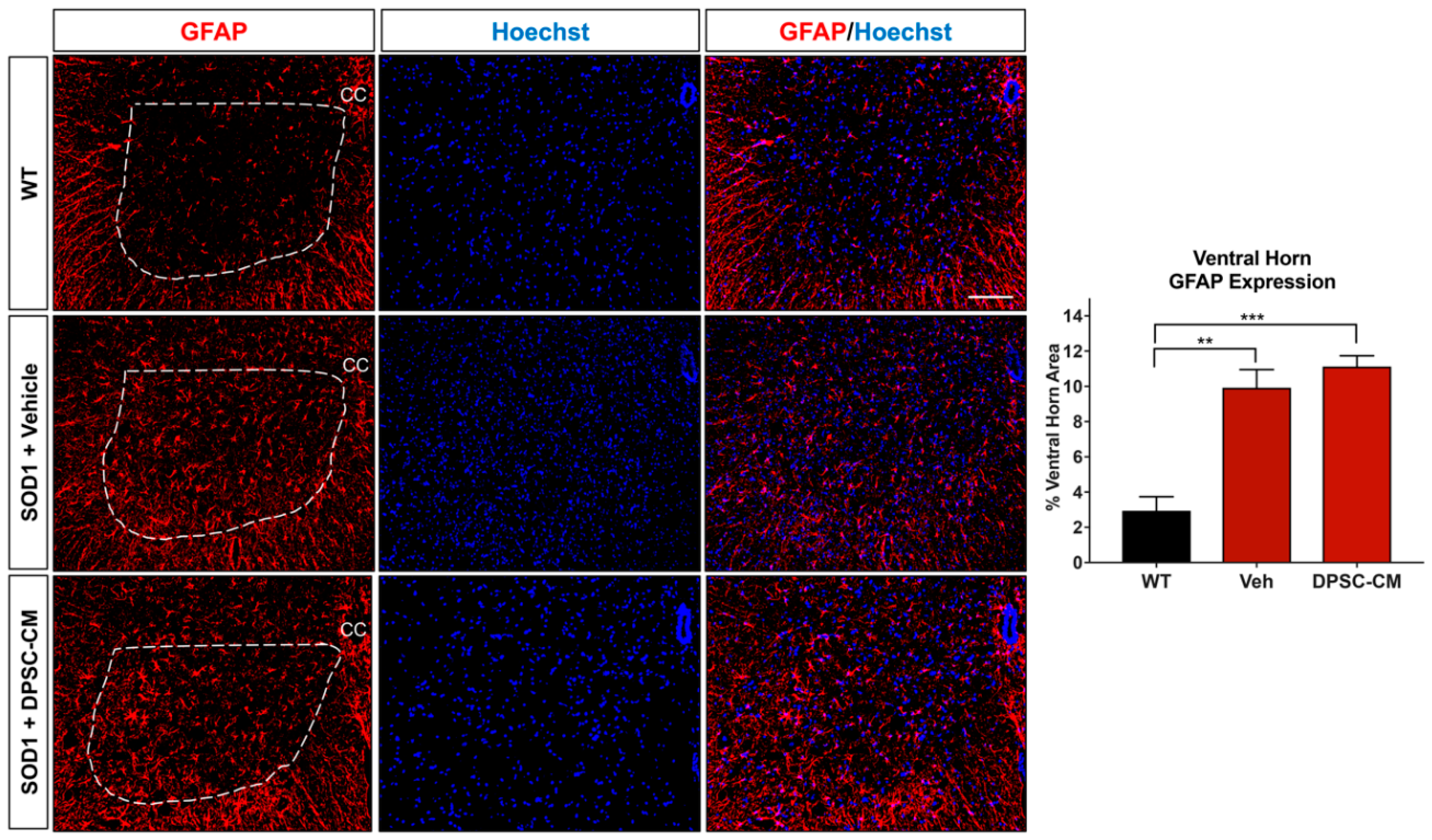 Brainsci 09 00165 g005 Brainsci 09 00165 g005