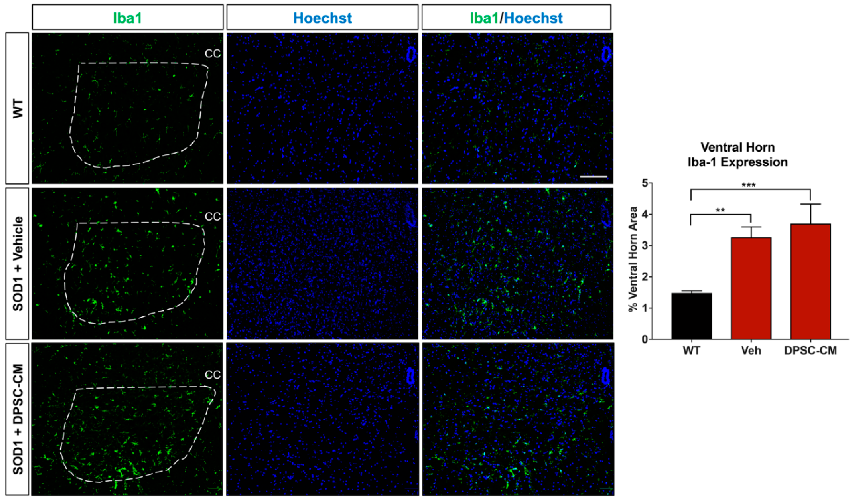 Brainsci 09 00165 g006 Brainsci 09 00165 g006