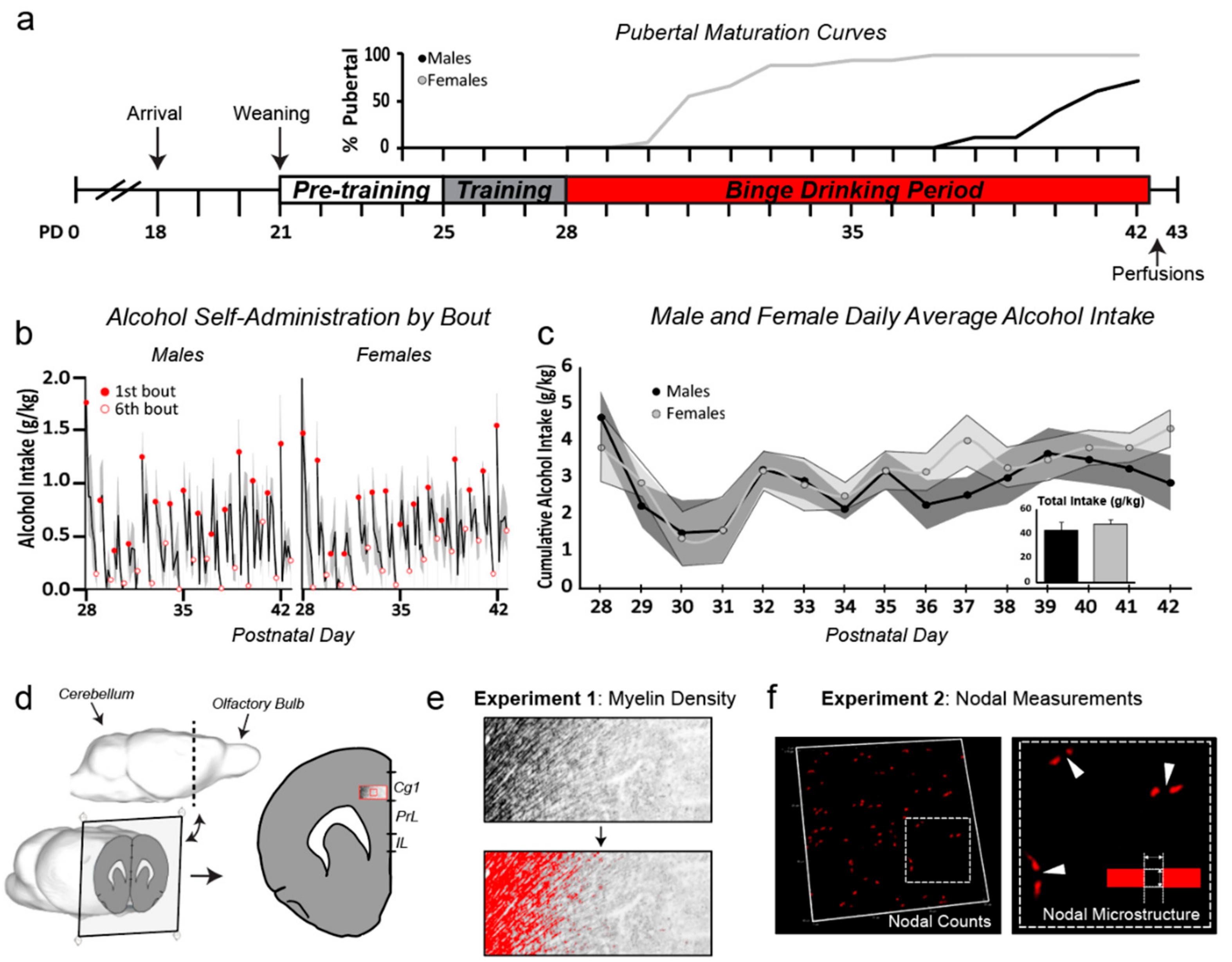 Brainsci 09 00167 g001