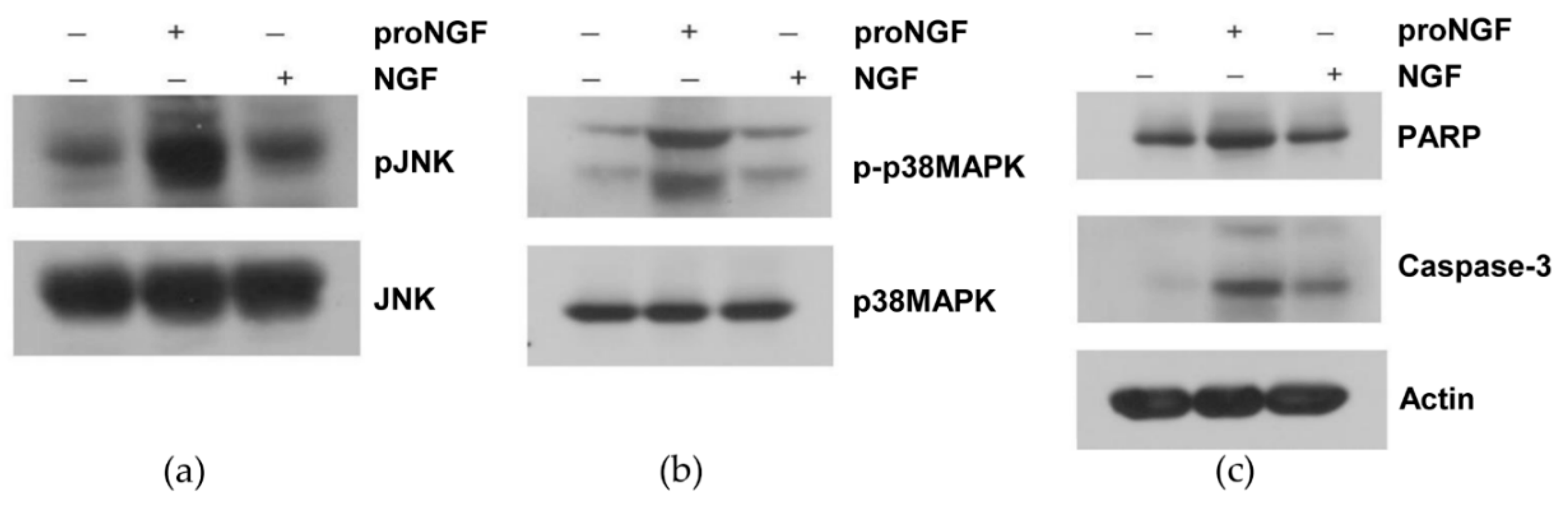 Brainsci 09 00204 g002