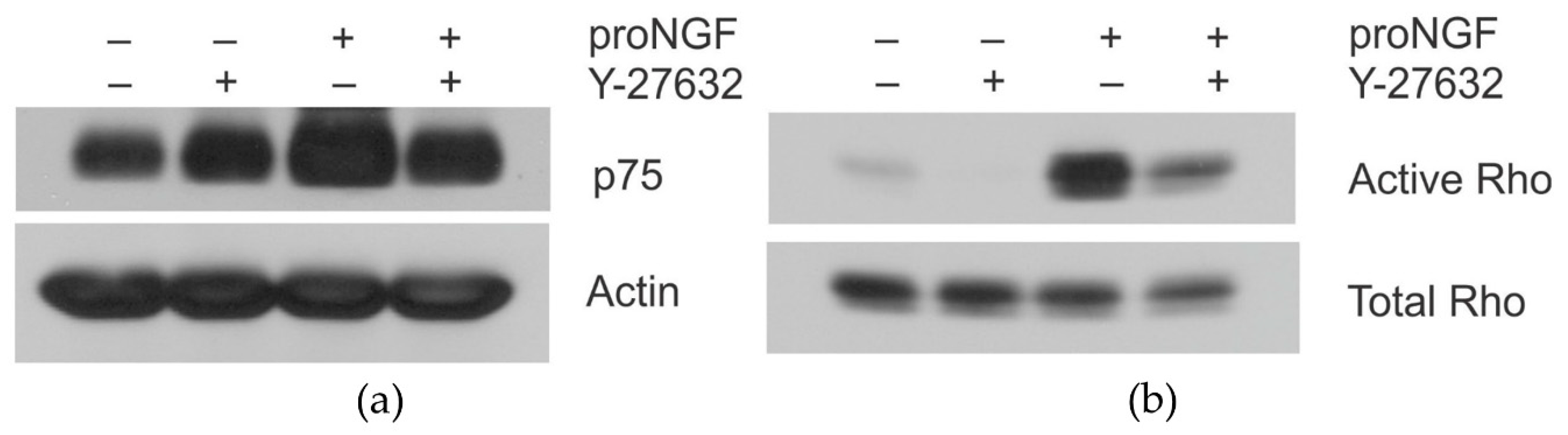 Brainsci 09 00204 g003
