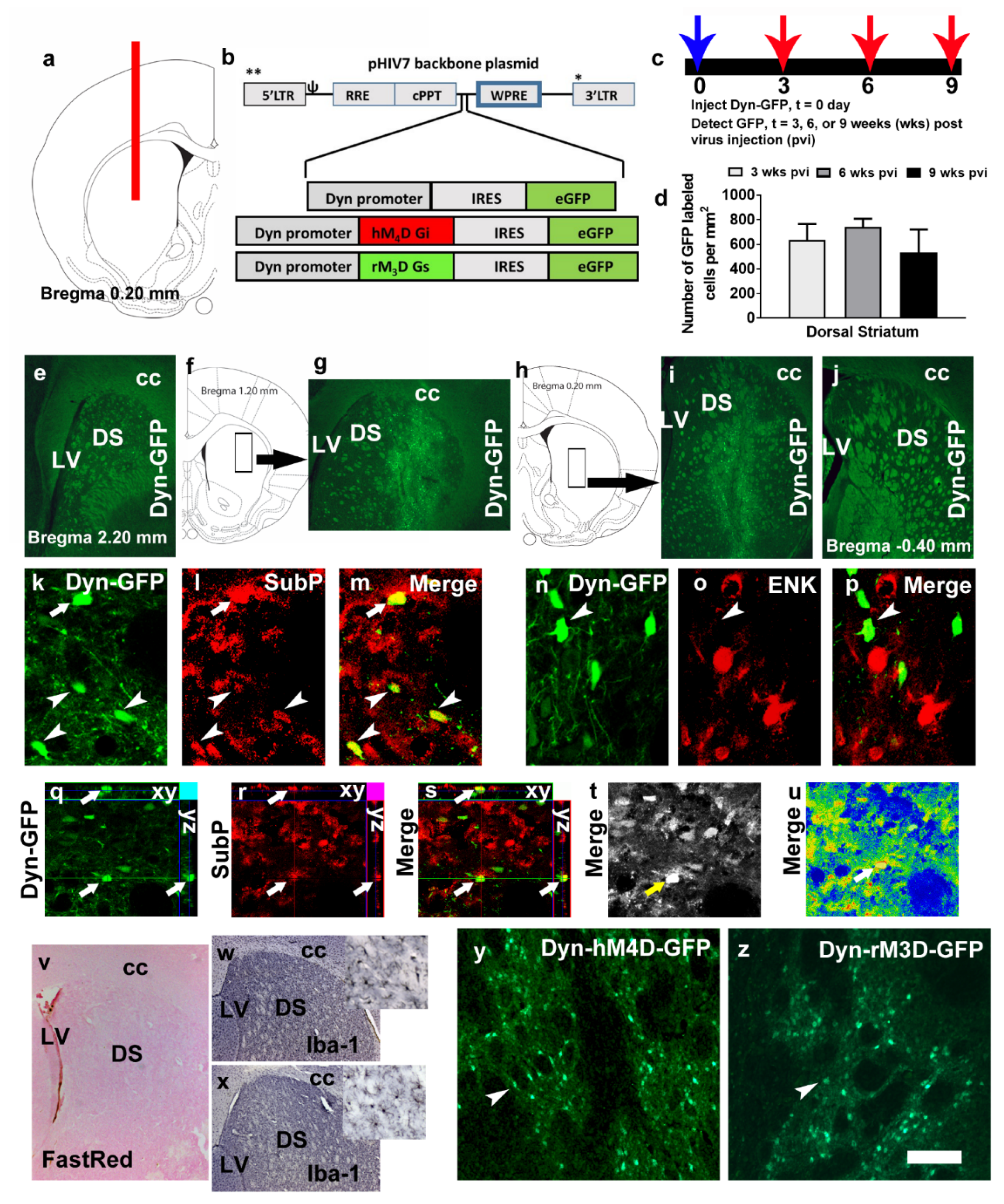 Brainsci 09 00330 g001