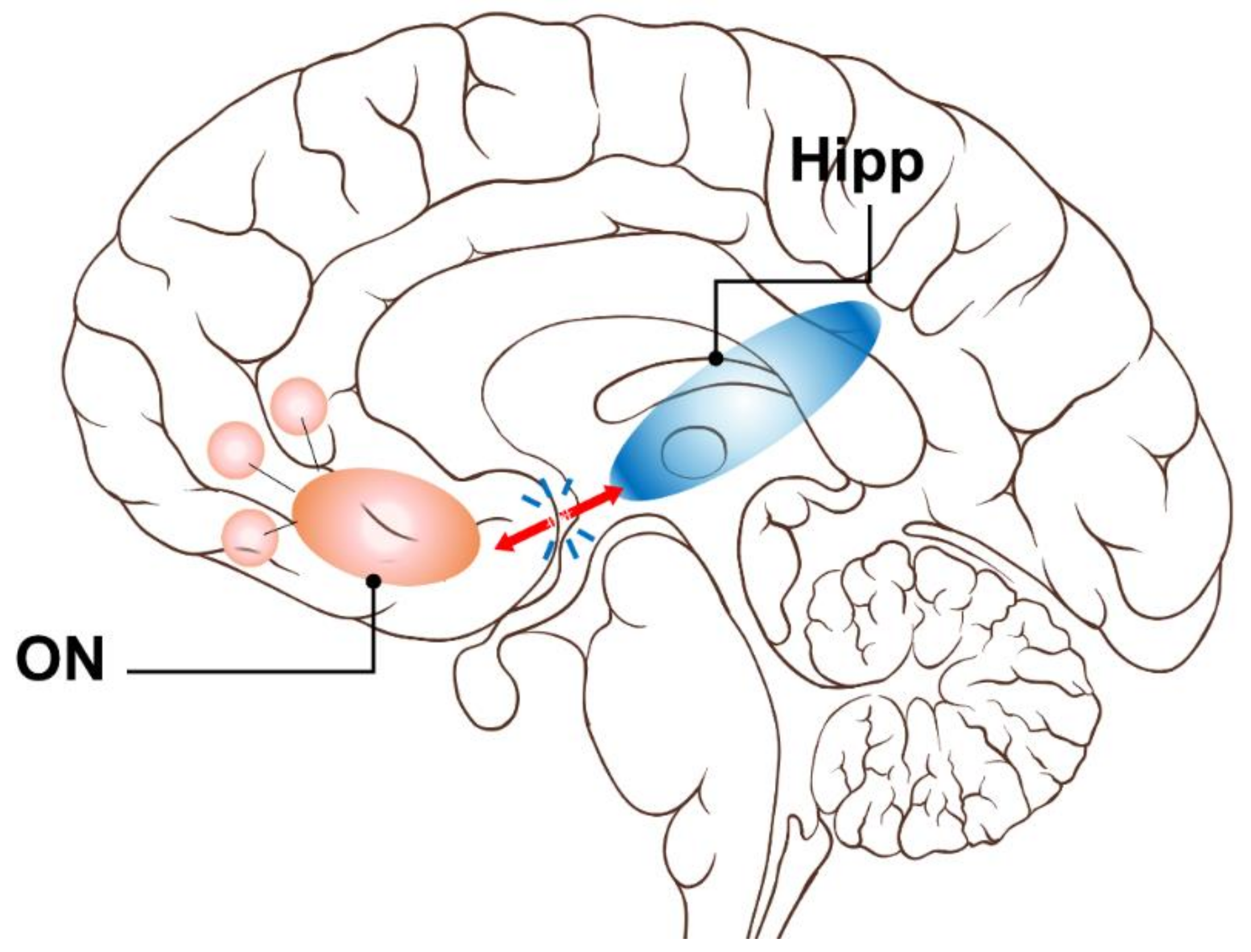 Brainsci 09 00338 g005 Brainsci 09 00338 g005