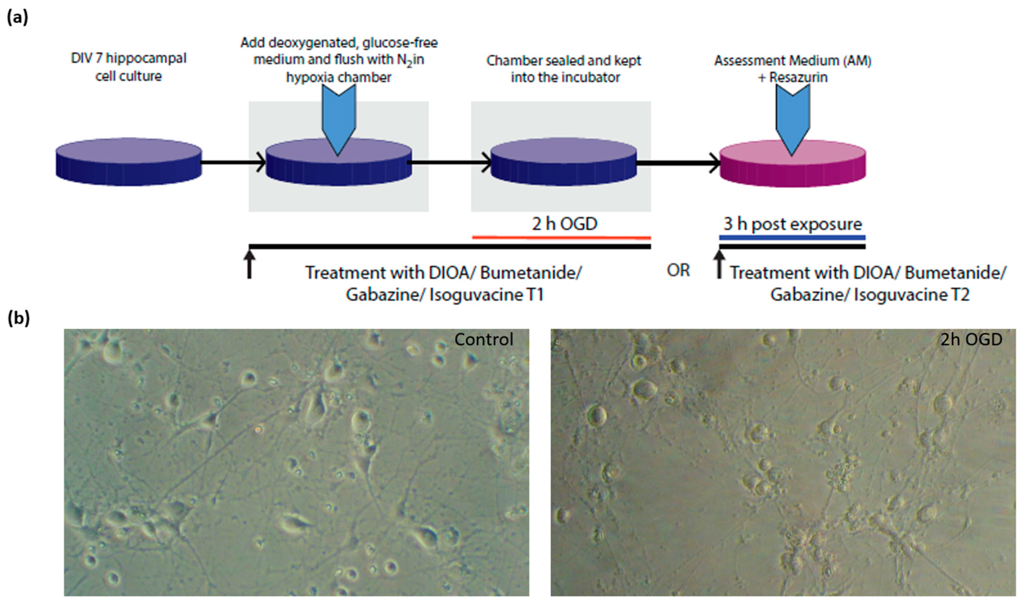 Brainsci 09 00360 g001