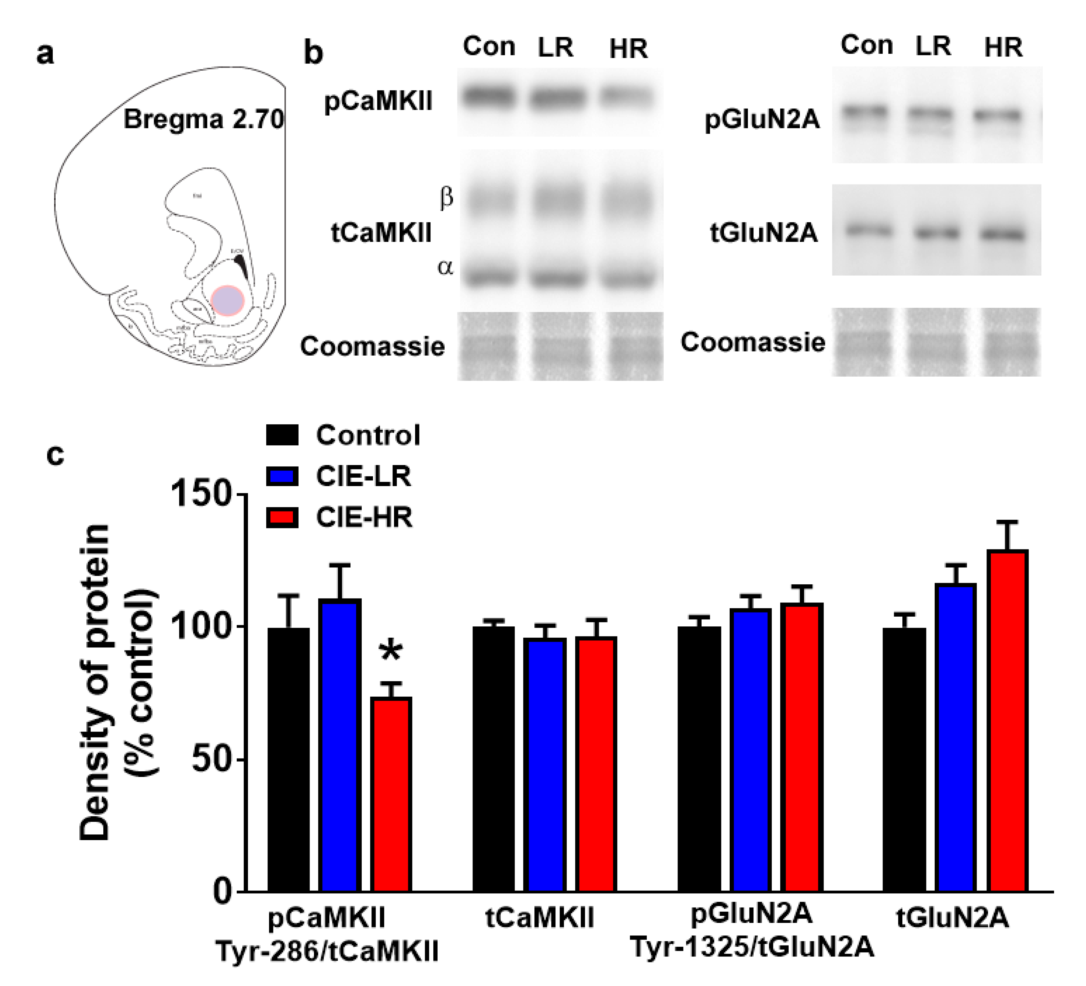 Brainsci 09 00367 g003 Brainsci 09 00367 g003