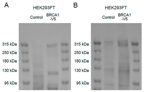 Brainsci 10 00007 g0a1