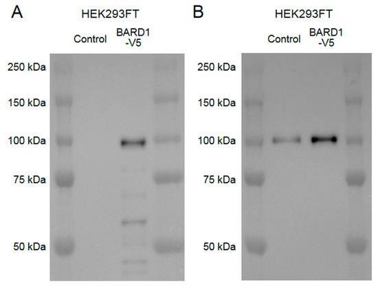 Brainsci 10 00007 g0a2