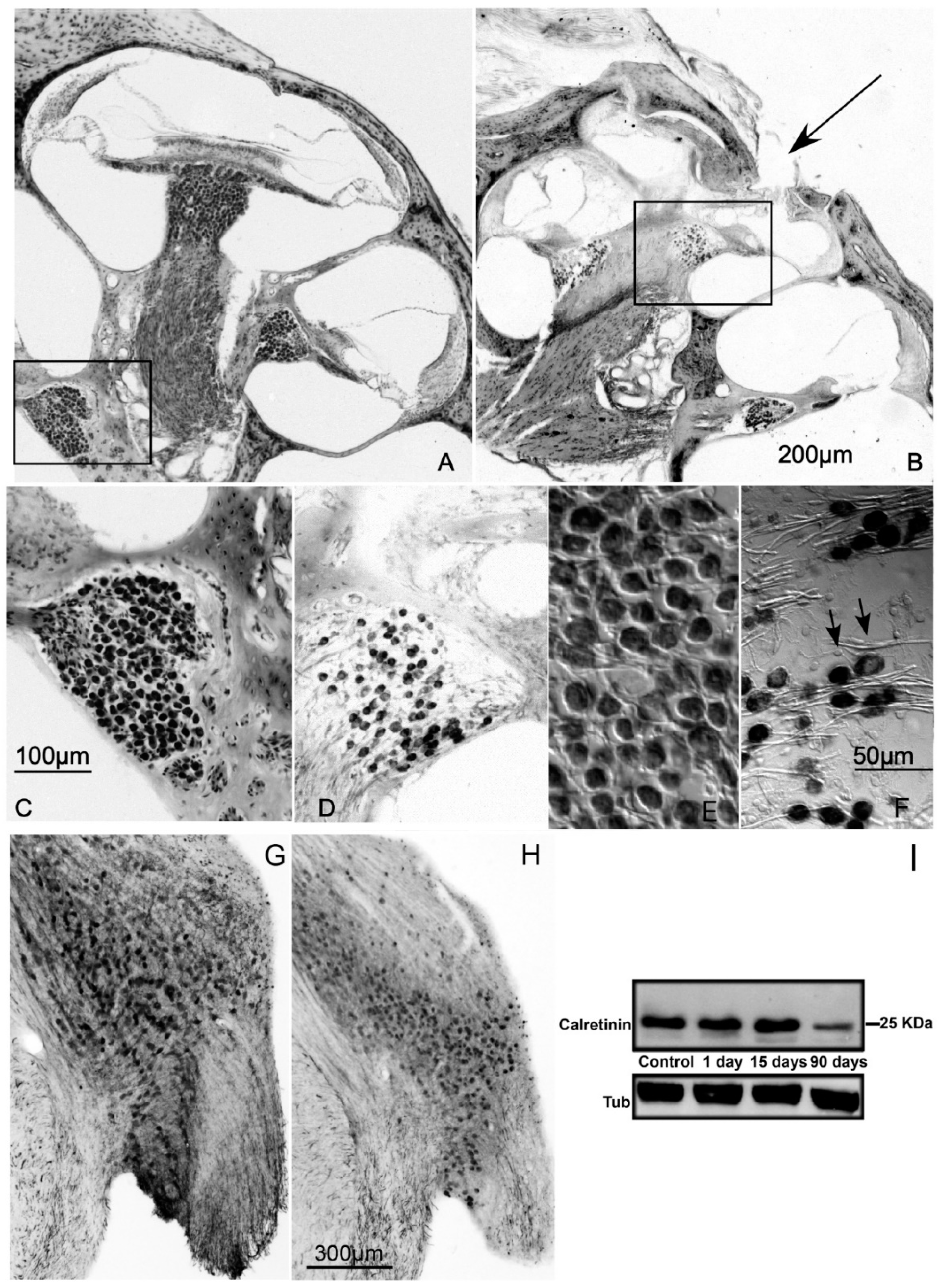 Brainsci 10 00035 g002