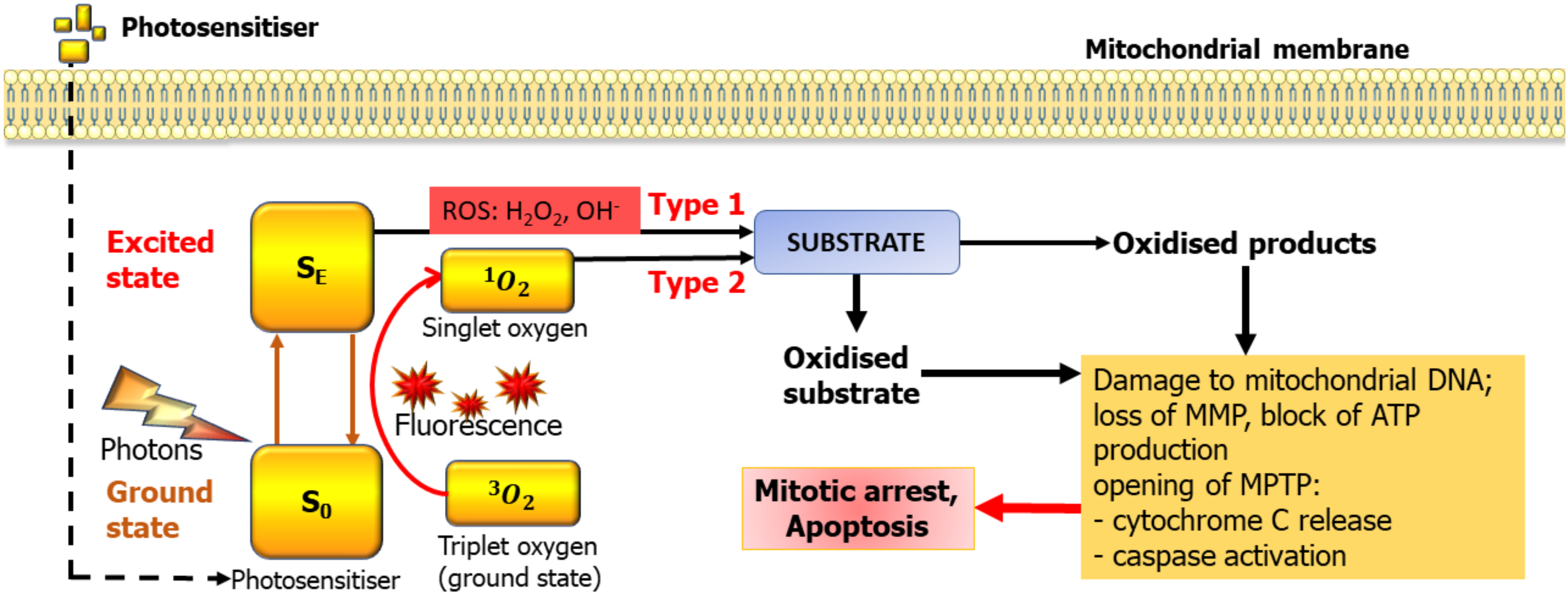 Brainsci 10 00075 g001