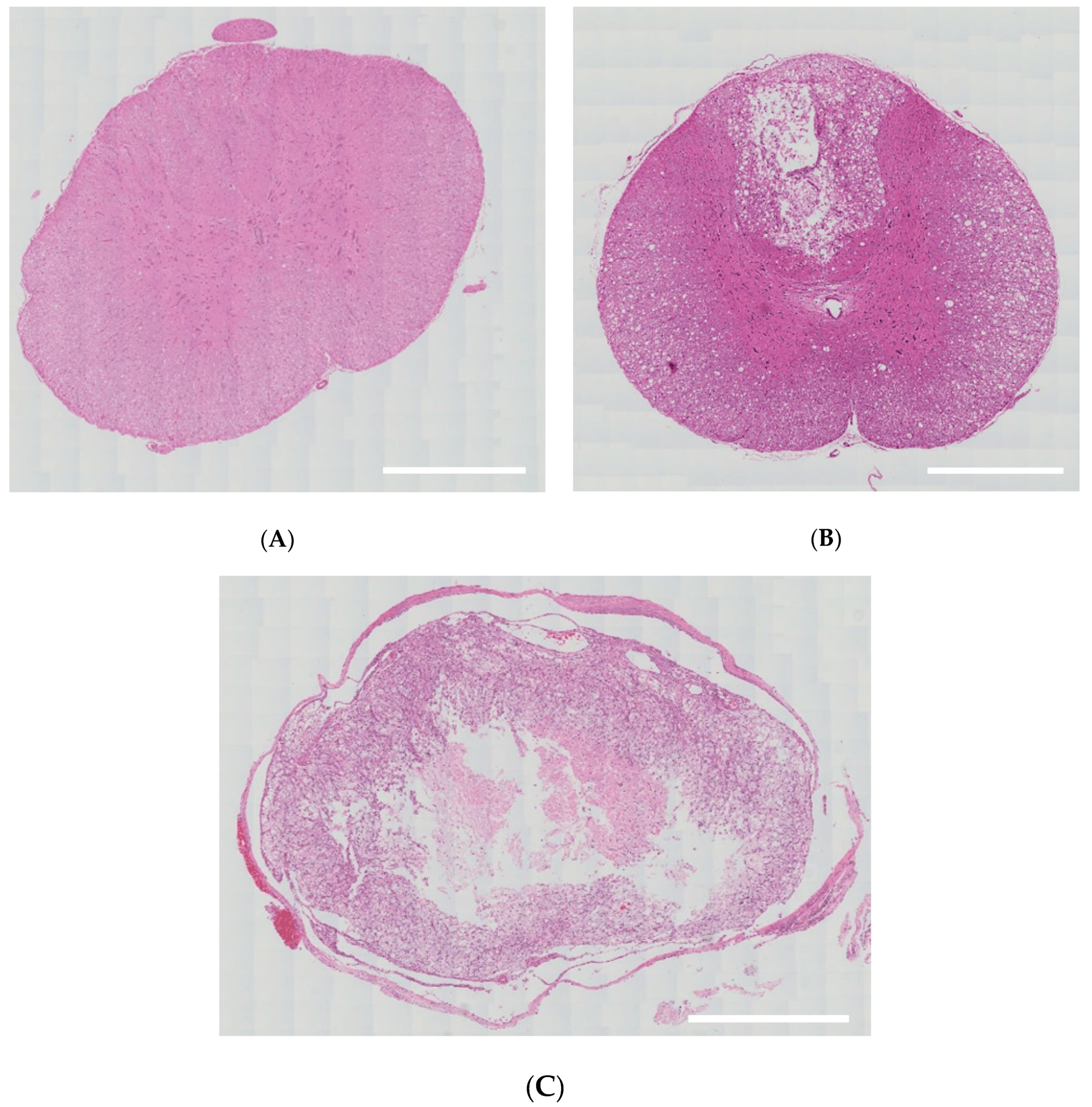 Brainsci 10 00141 g003 Brainsci 10 00141 g003