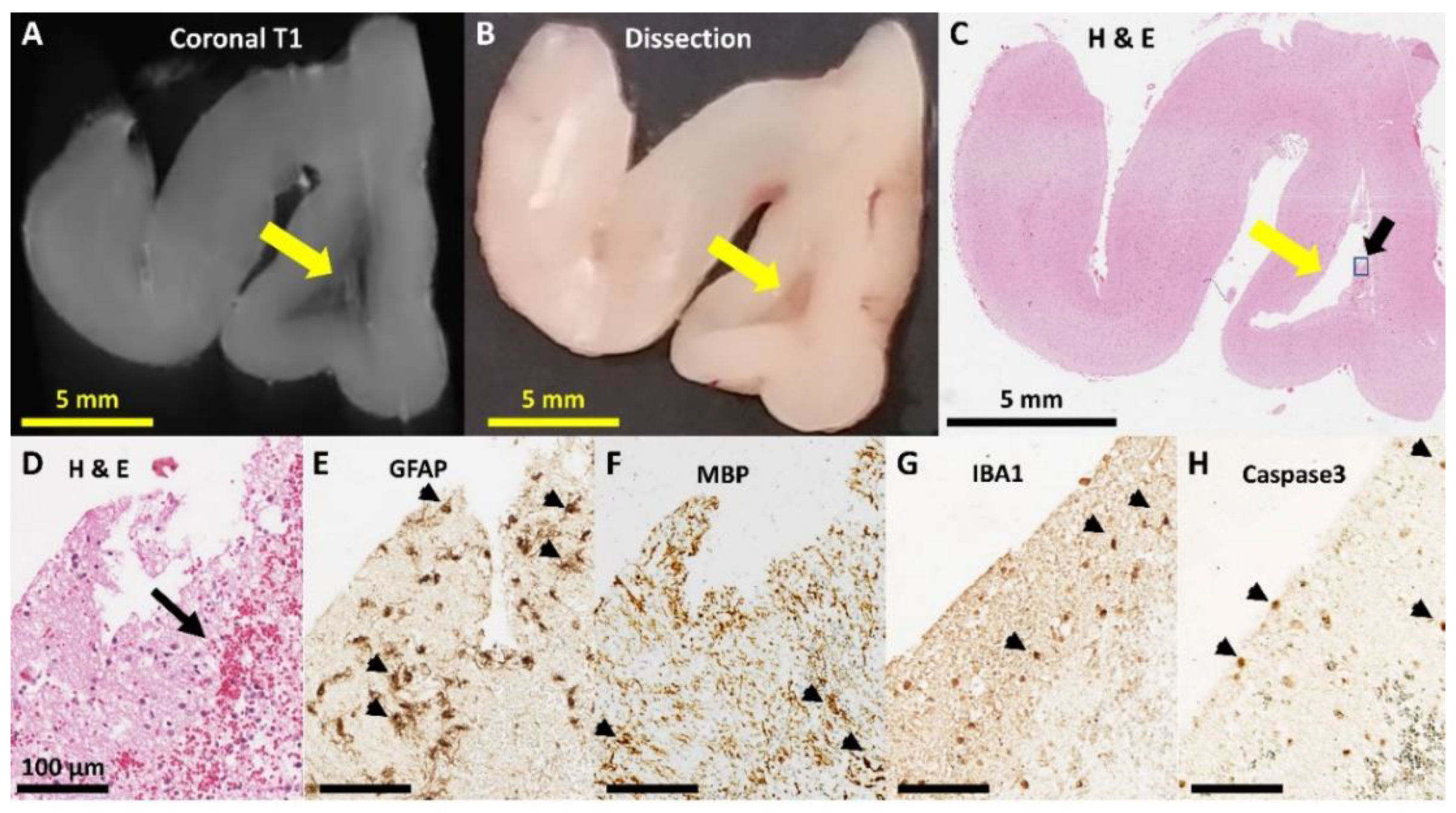 Brainsci 10 00211 g008 Brainsci 10 00211 g008