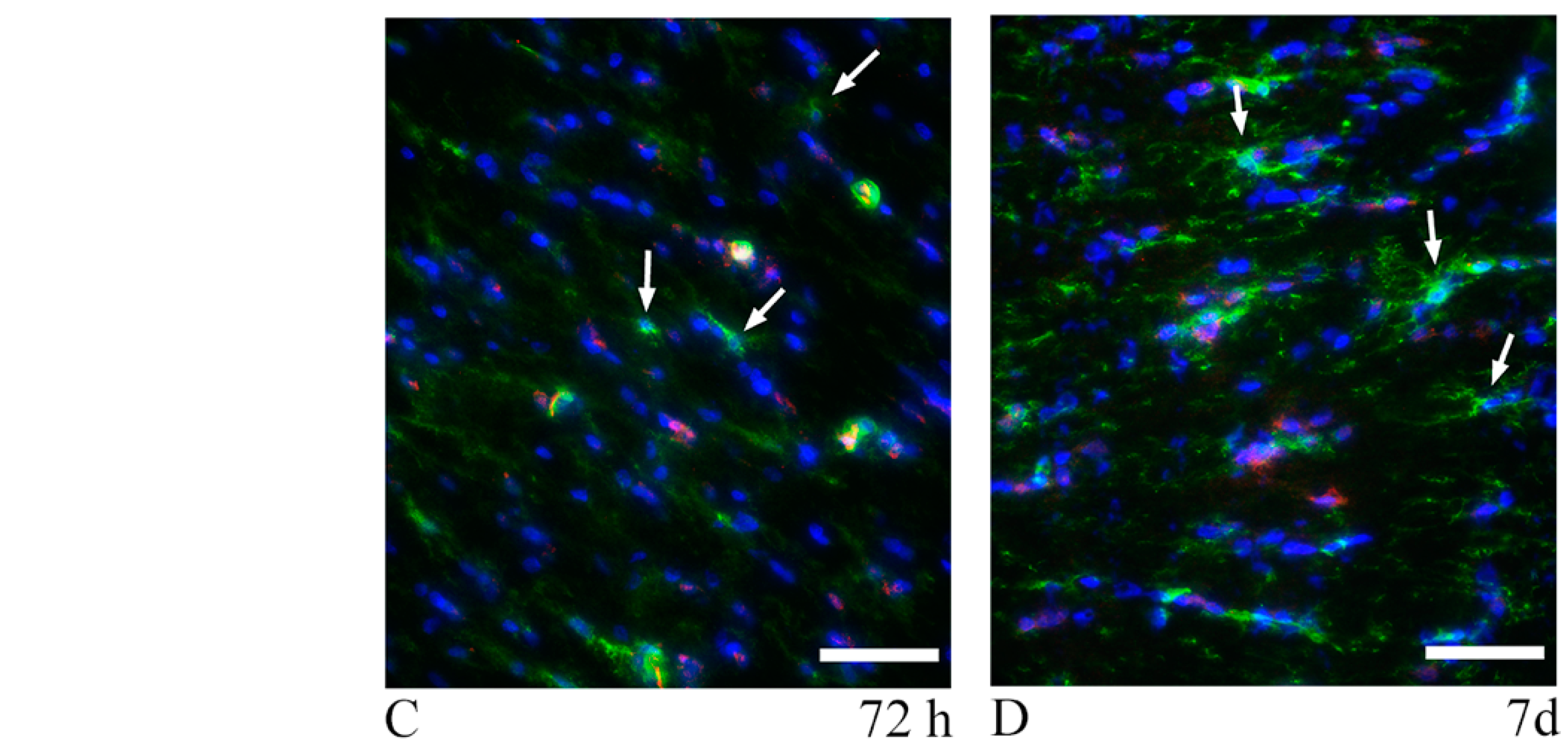 Brainsci 10 00229 g007b Brainsci 10 00229 g007b
