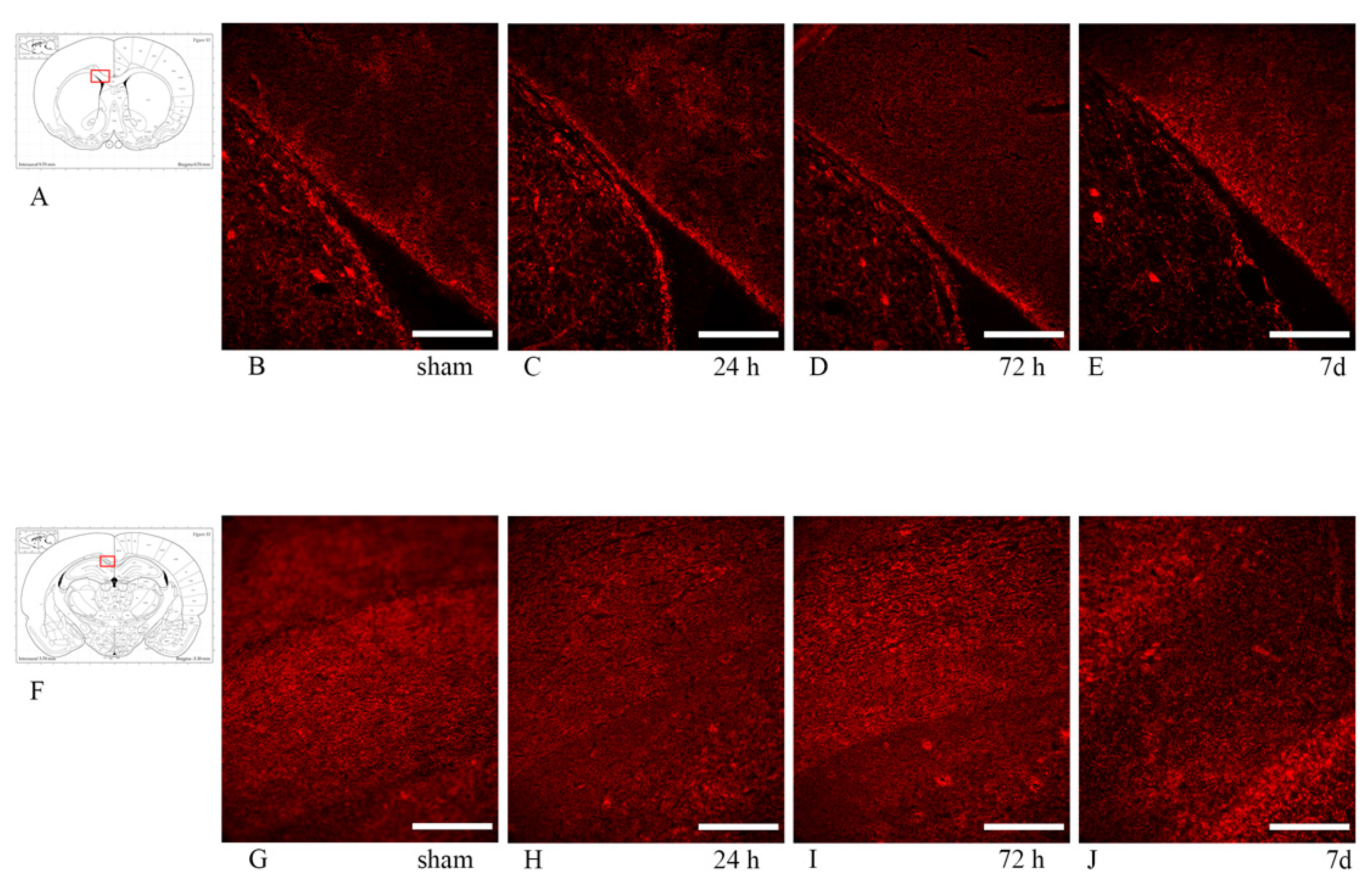 Brainsci 10 00229 g010 Brainsci 10 00229 g010