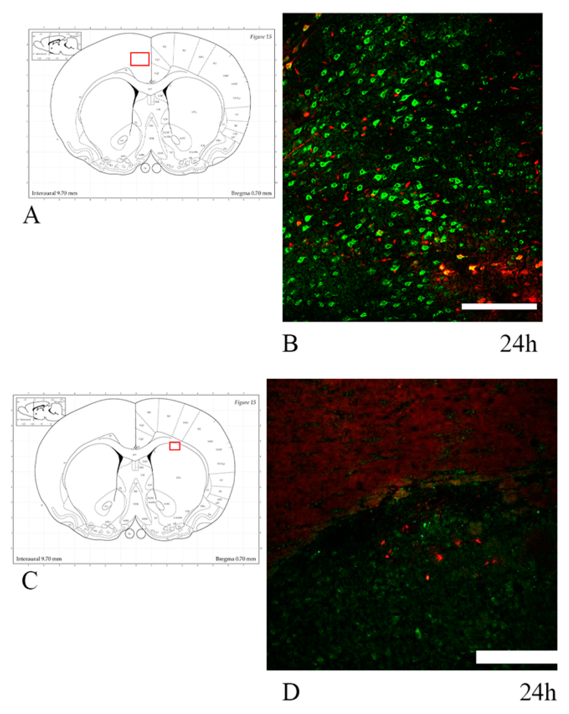 Brainsci 10 00229 g013 Brainsci 10 00229 g013