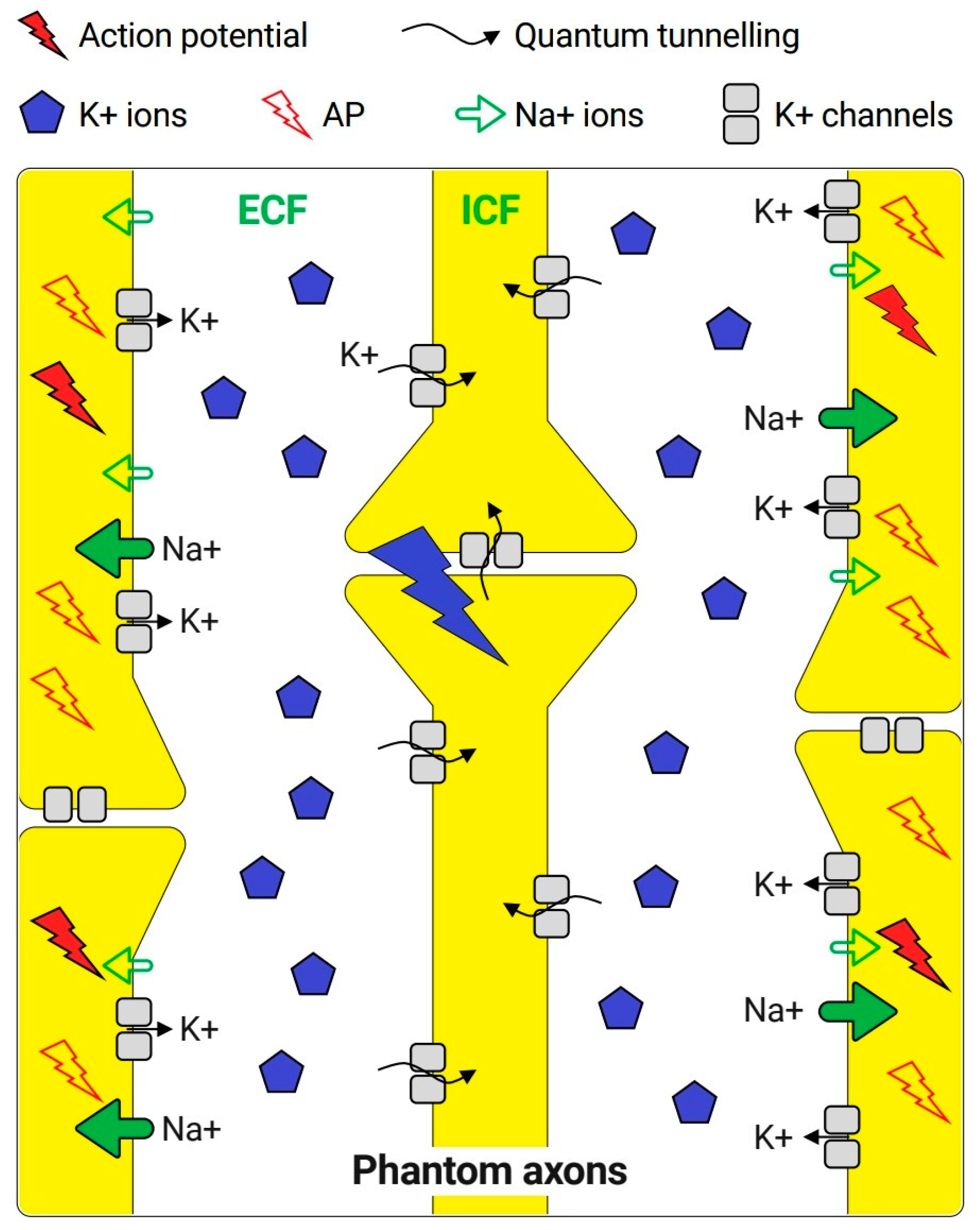 Brainsci 10 00241 g002