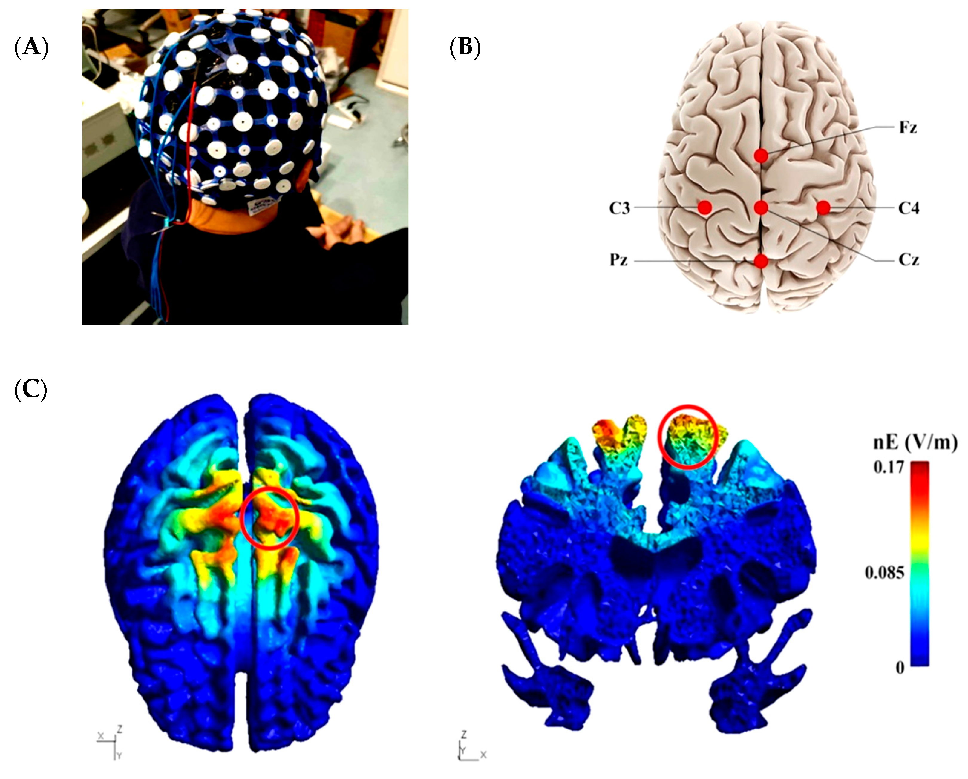 Brainsci 10 00246 g001