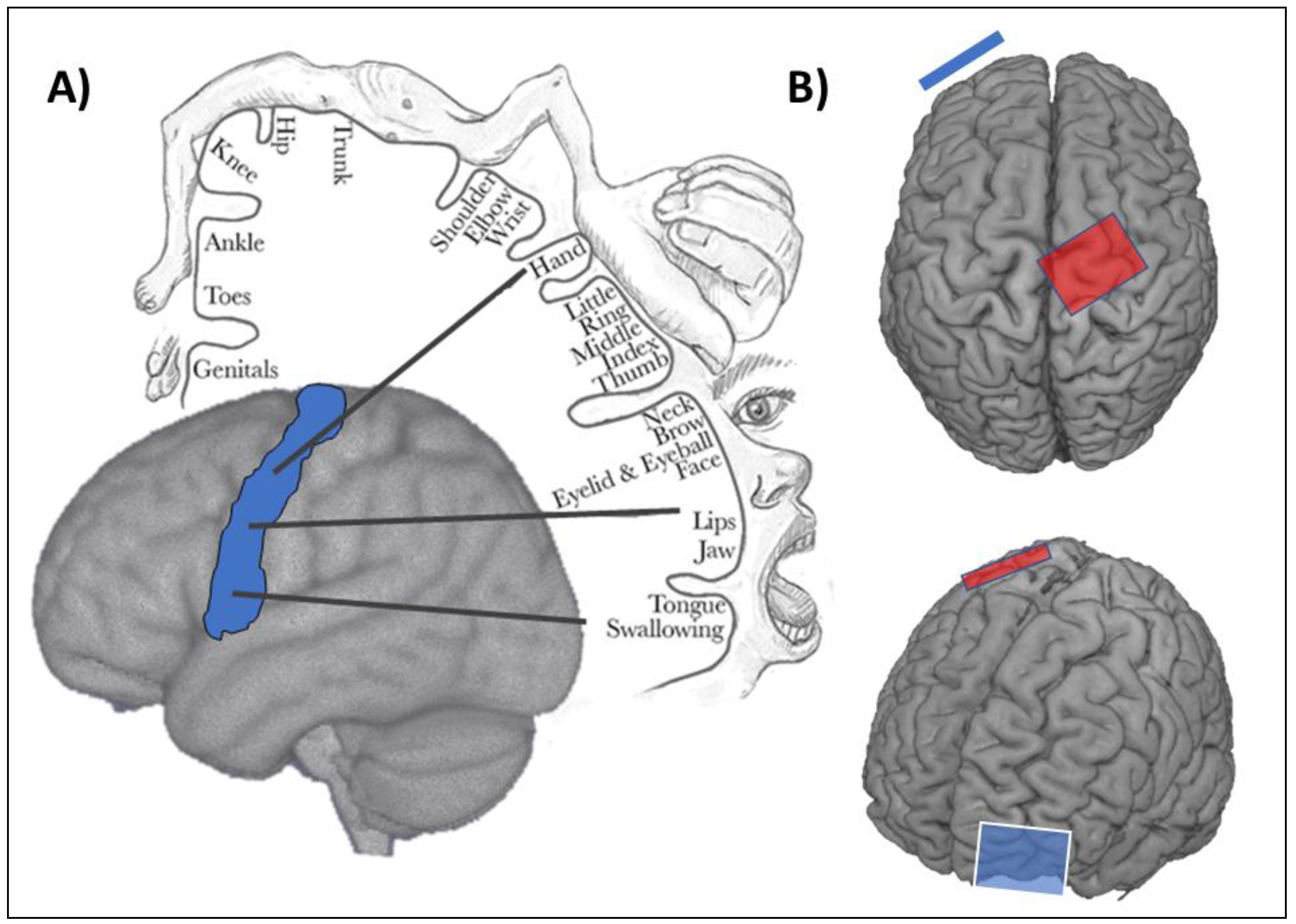 Brainsci 10 00310 g001