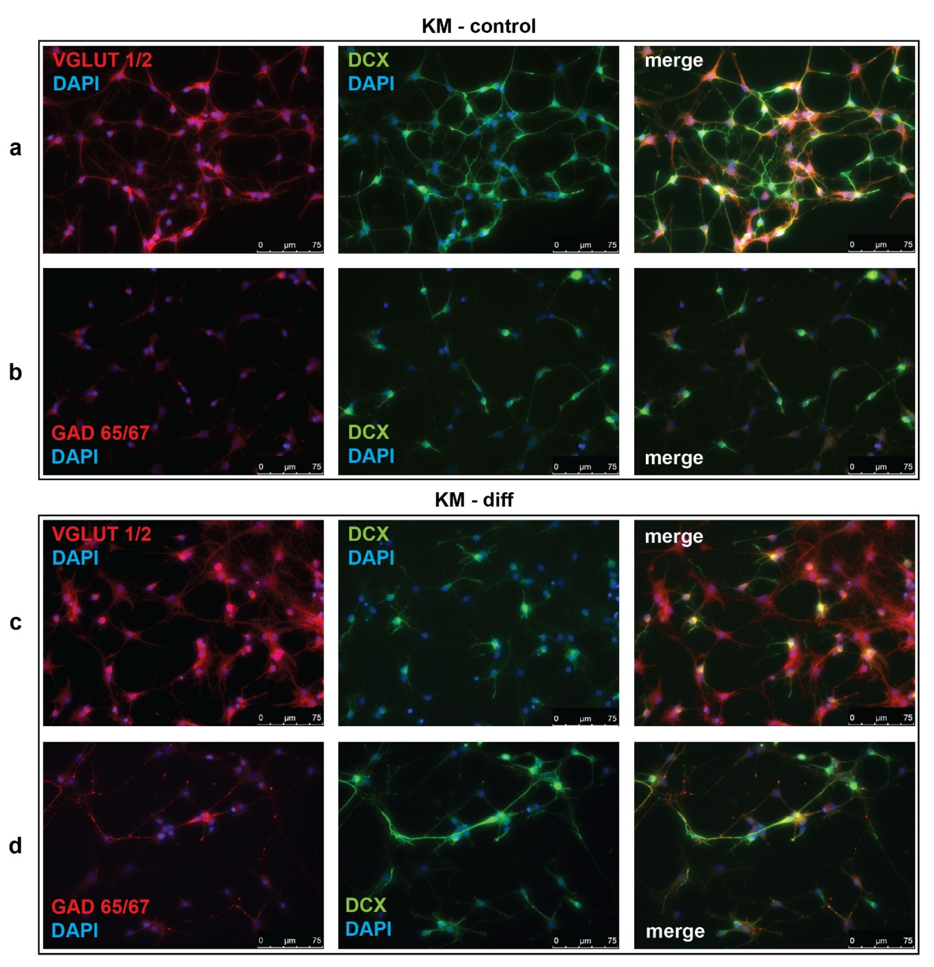 Brainsci 10 00311 g001 Brainsci 10 00311 g001