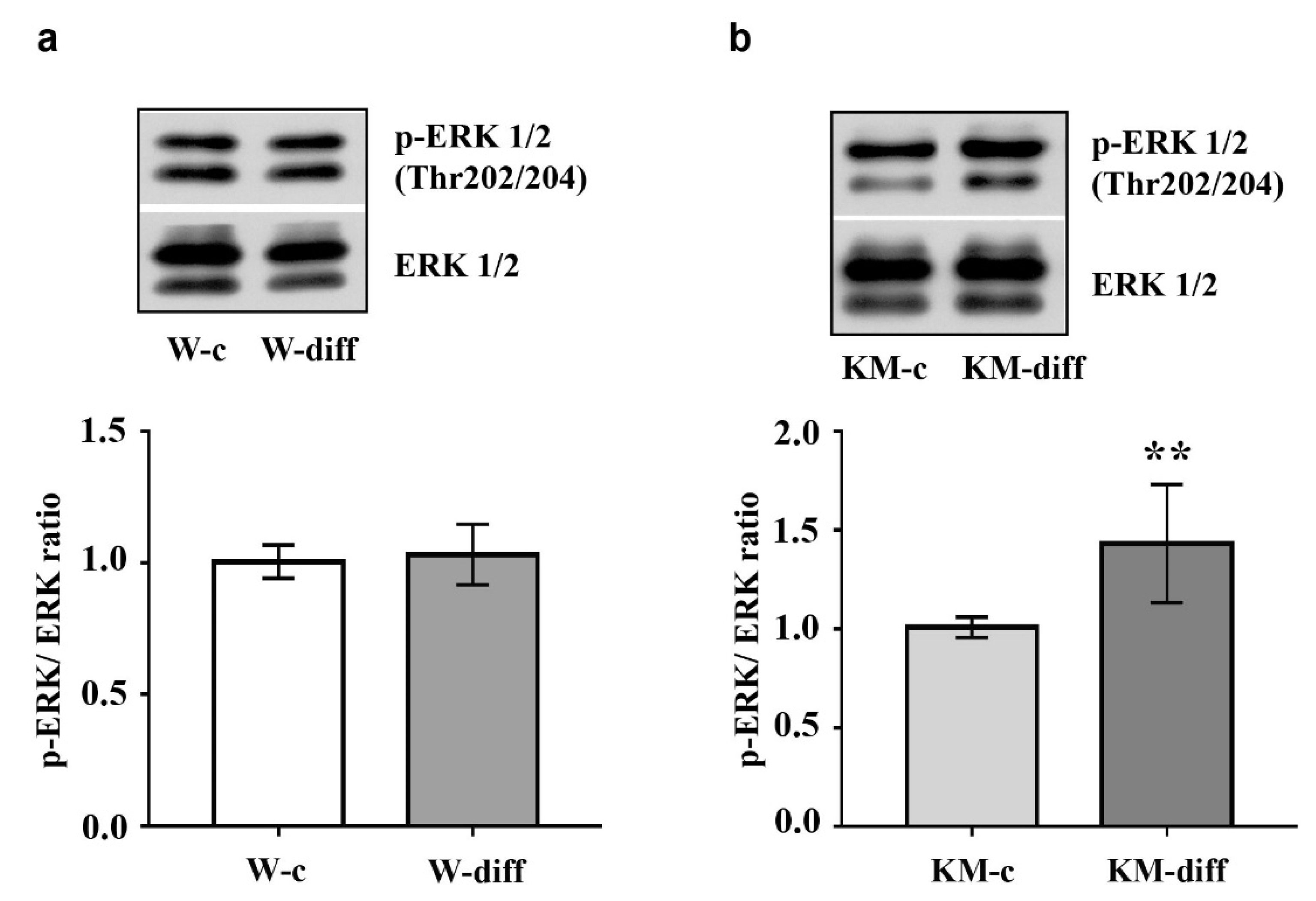 Brainsci 10 00311 g005 Brainsci 10 00311 g005