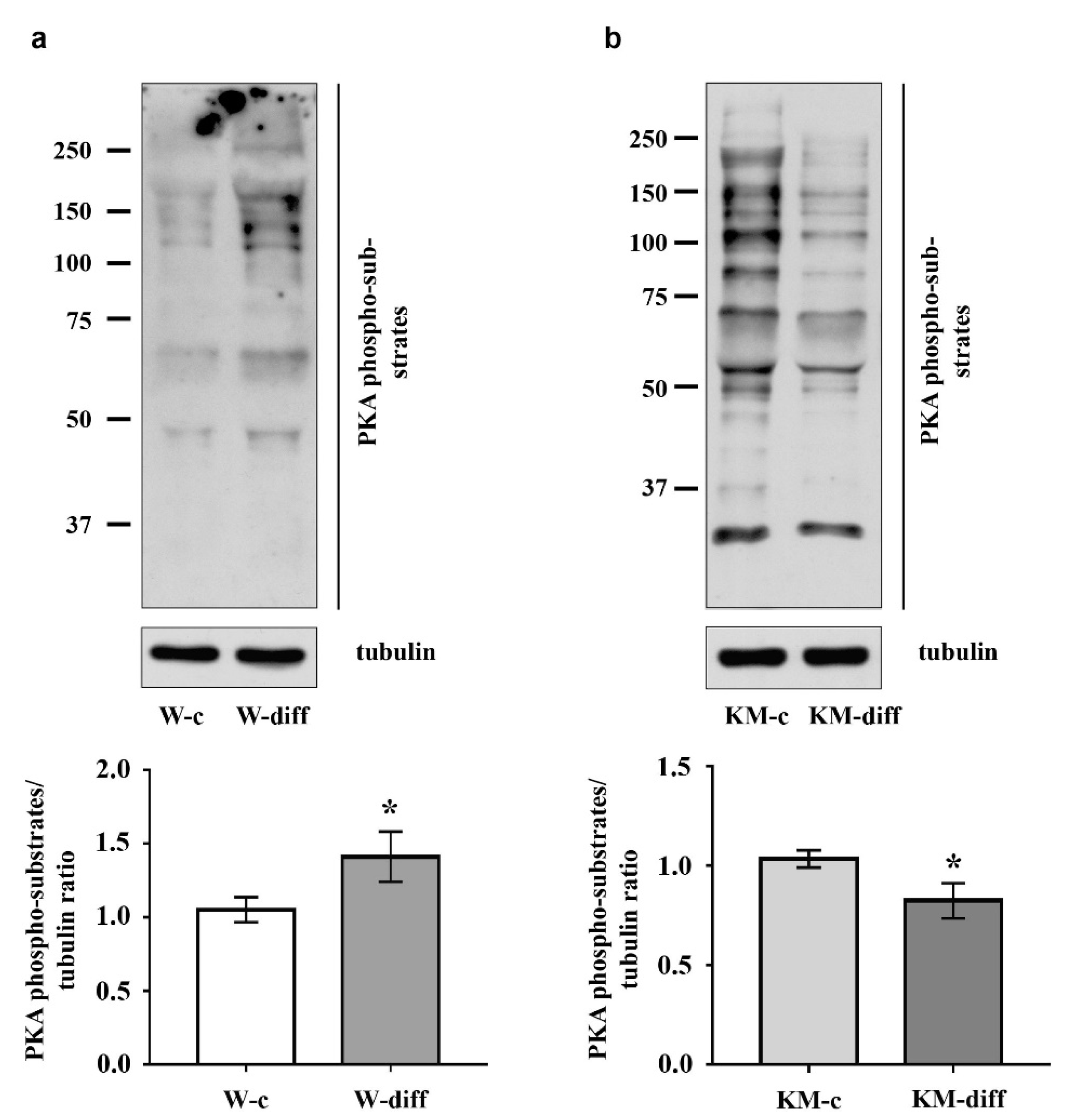 Brainsci 10 00311 g007 Brainsci 10 00311 g007